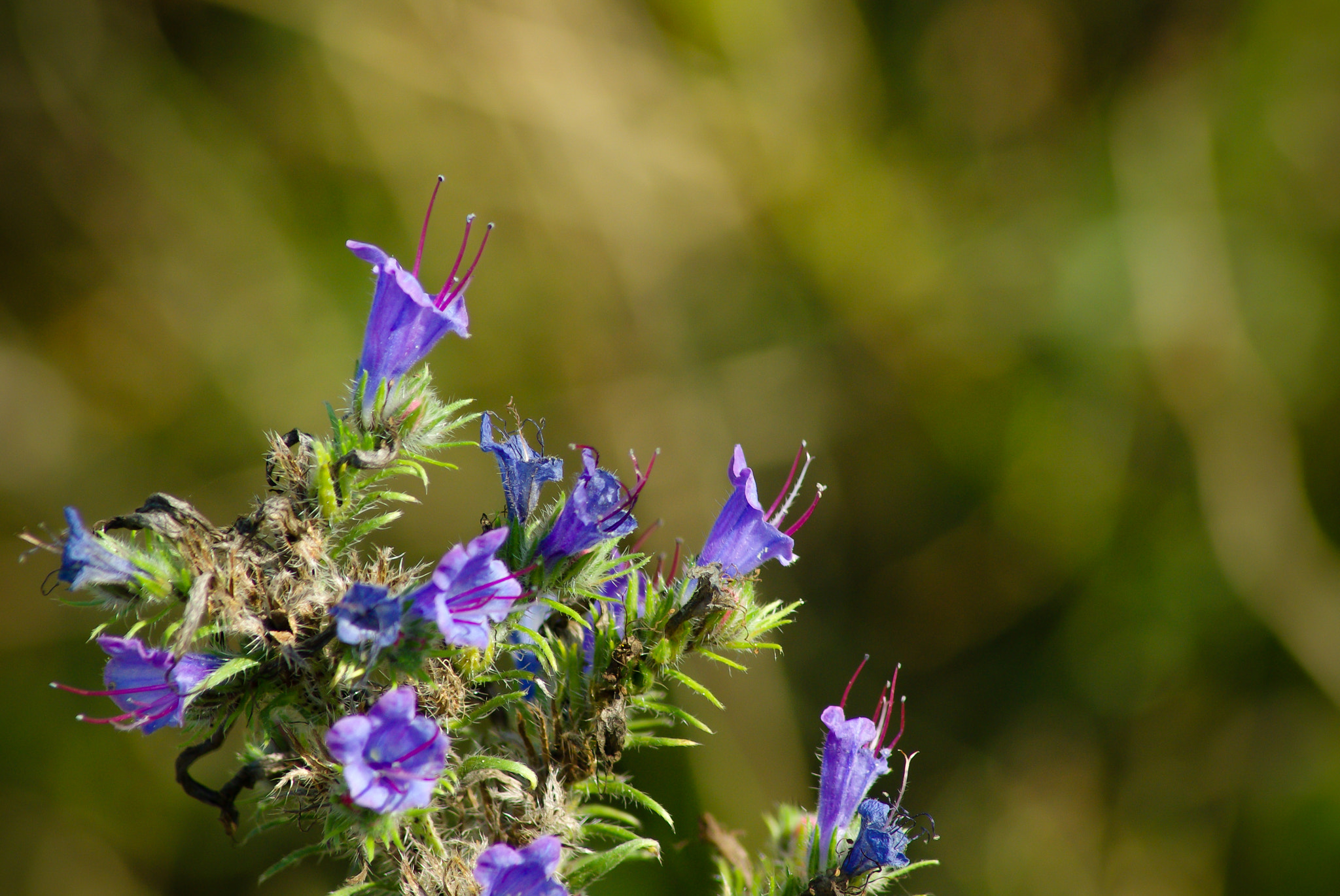 Pentax K10D sample photo. Blueweed flowers with bokeh background photography