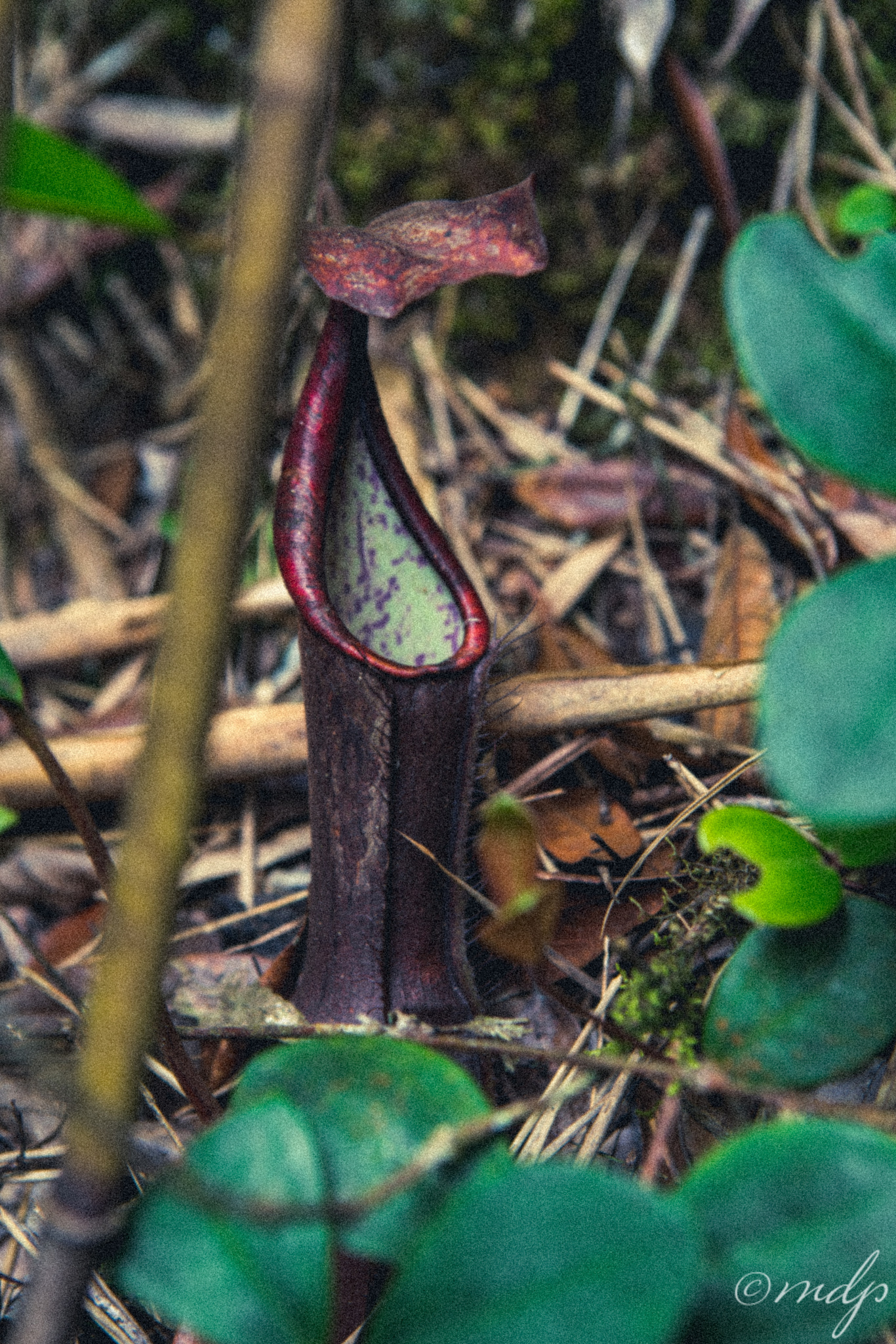 Sony a7R II + Canon EF 24-70mm F2.8L USM sample photo. The carnivorous plant photography