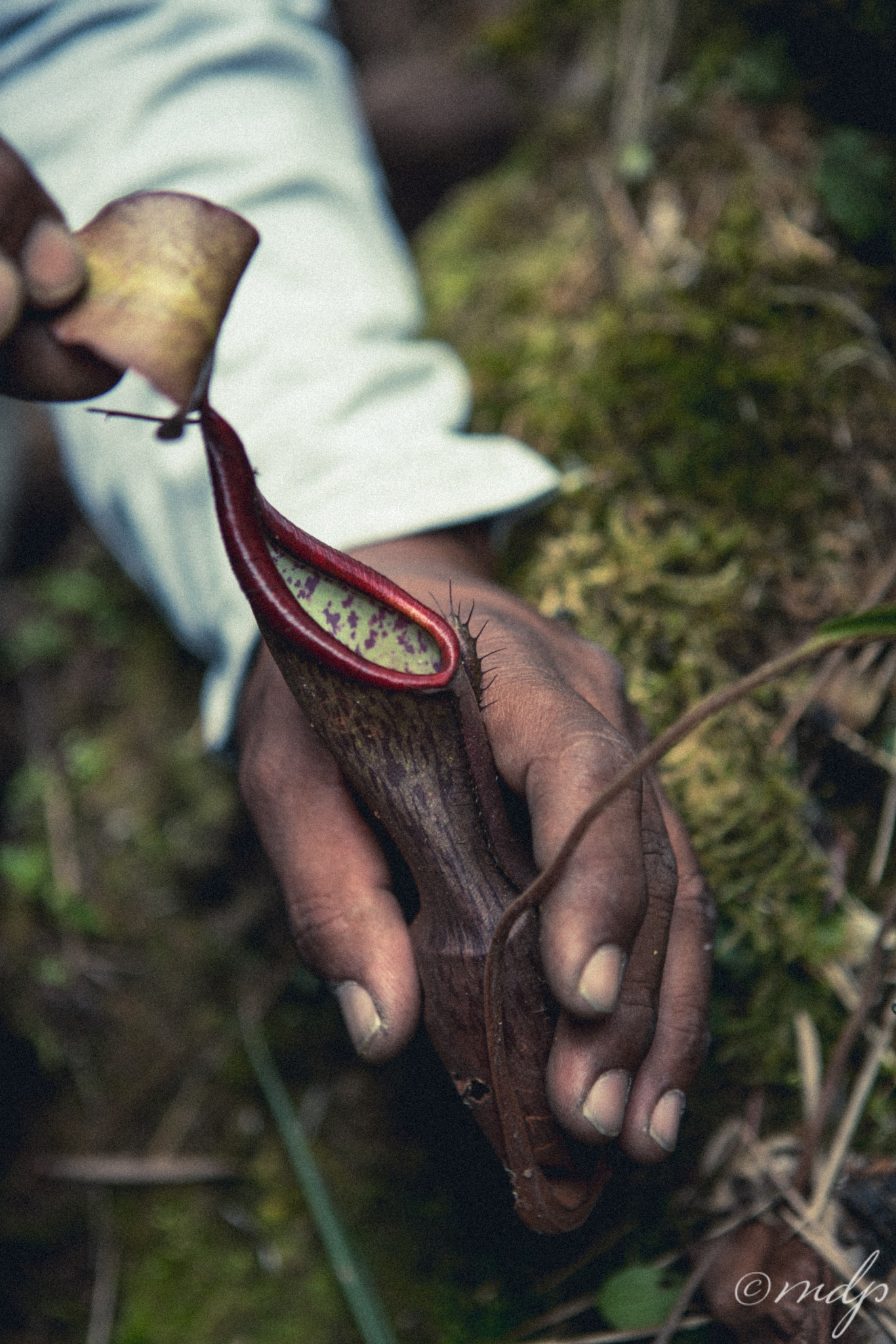 Sony a7R II + Canon EF 24-70mm F2.8L USM sample photo. The carnivorous plant photography