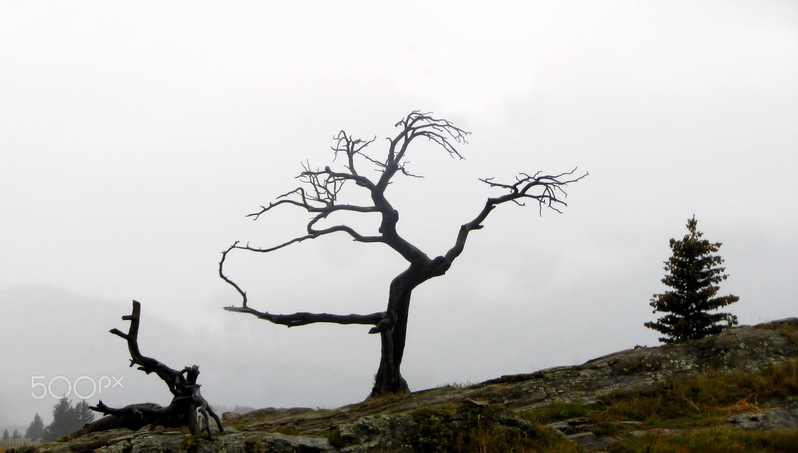 Nikon Coolpix S9100 sample photo. The rugged burmis tree photography