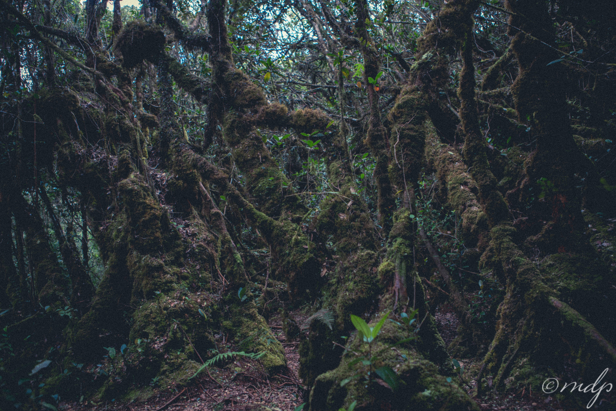 Sony a7R II + Canon EF 24-70mm F2.8L USM sample photo. Mossy forest photography