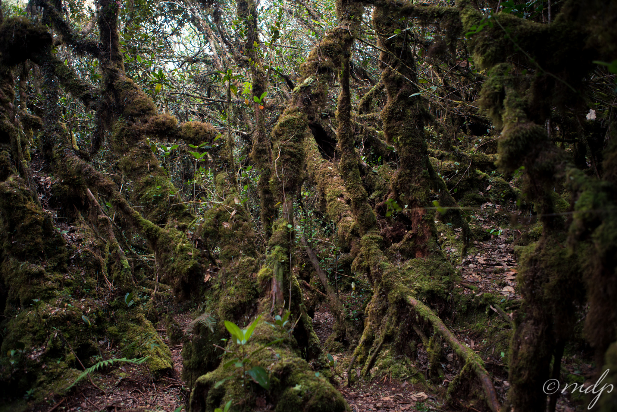 Sony a7R II + Canon EF 24-70mm F2.8L USM sample photo. Mossy forest photography