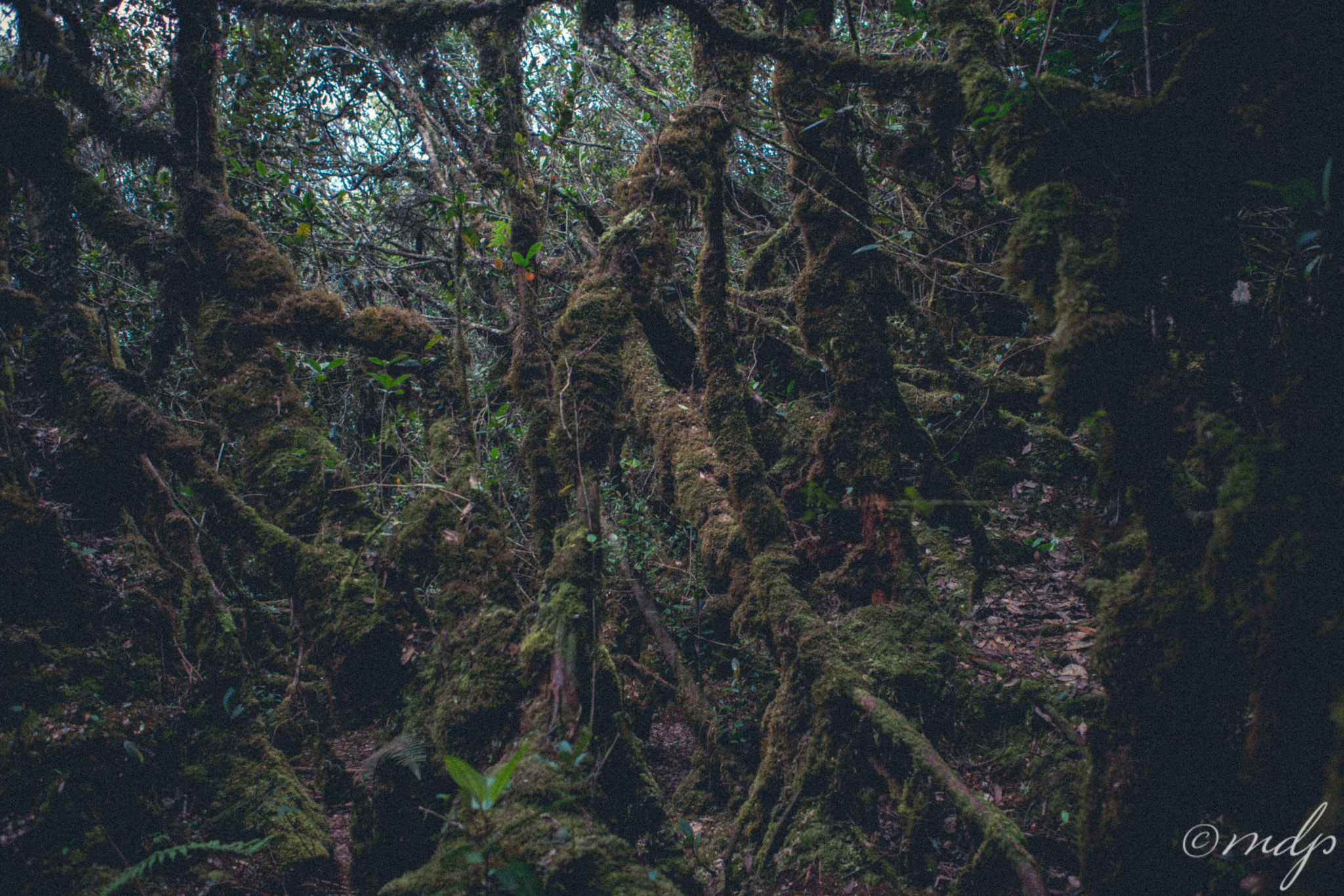 Sony a7R II + Canon EF 24-70mm F2.8L USM sample photo. Mossy forest photography