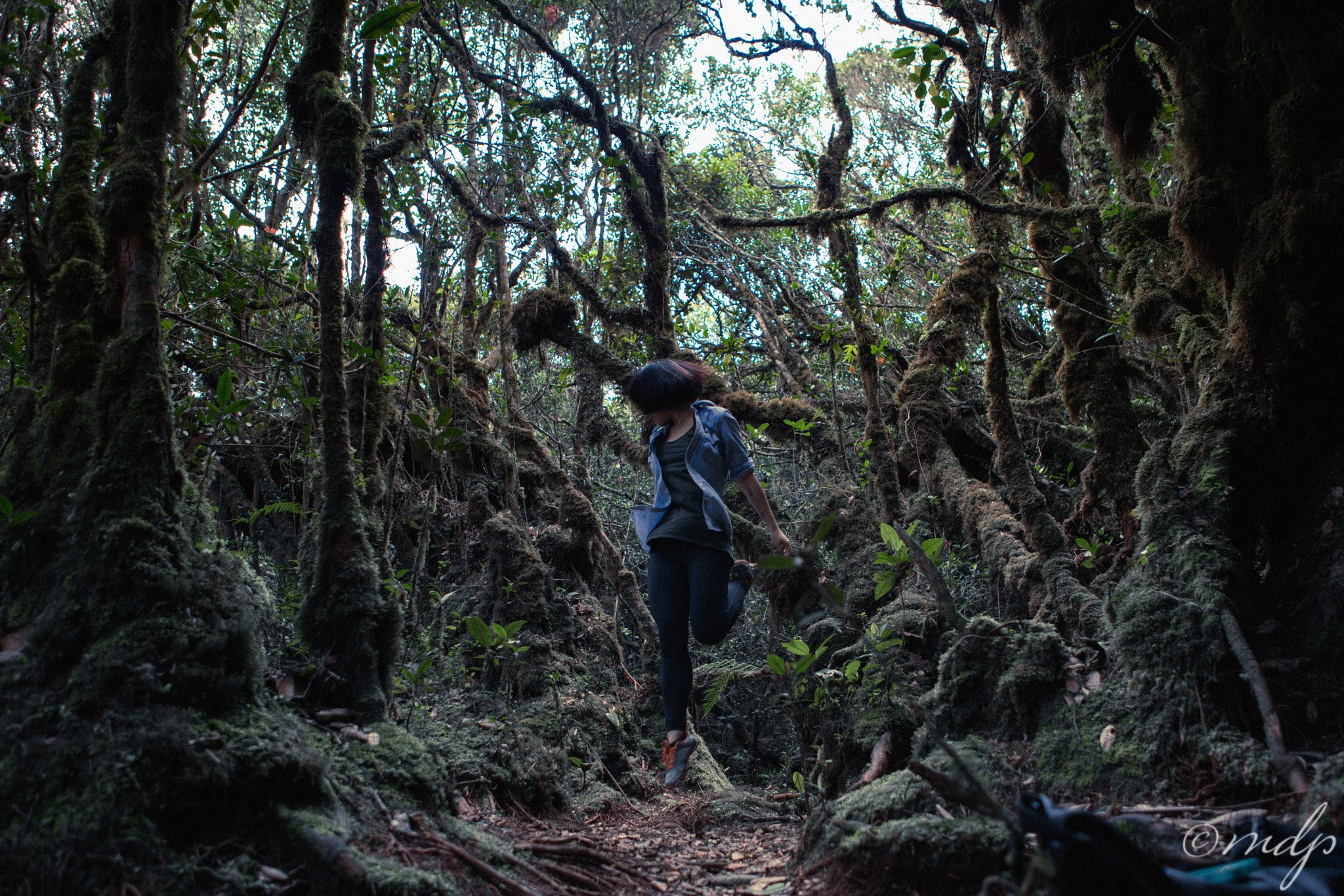 Sony a7R II + Canon EF 24-70mm F2.8L USM sample photo. Mossy forest photography