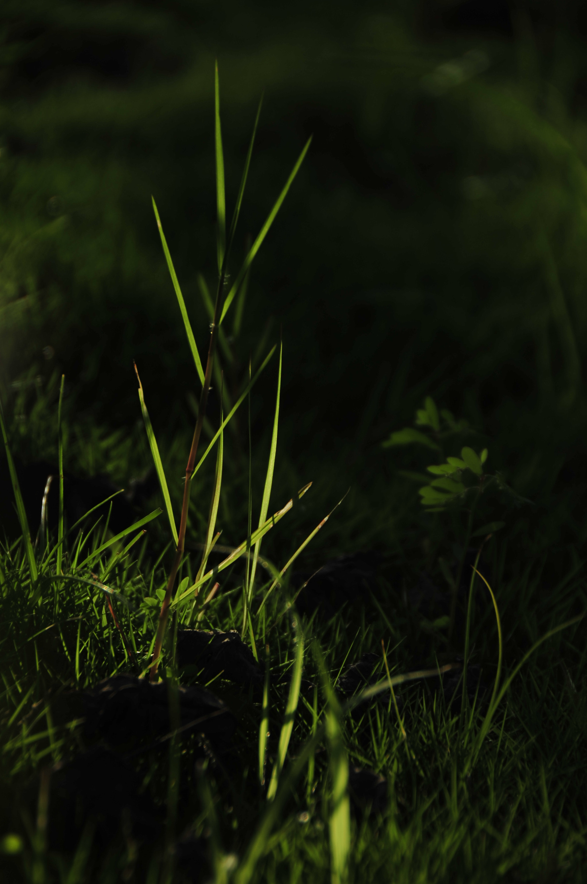 Nikon D3 sample photo. .. photography