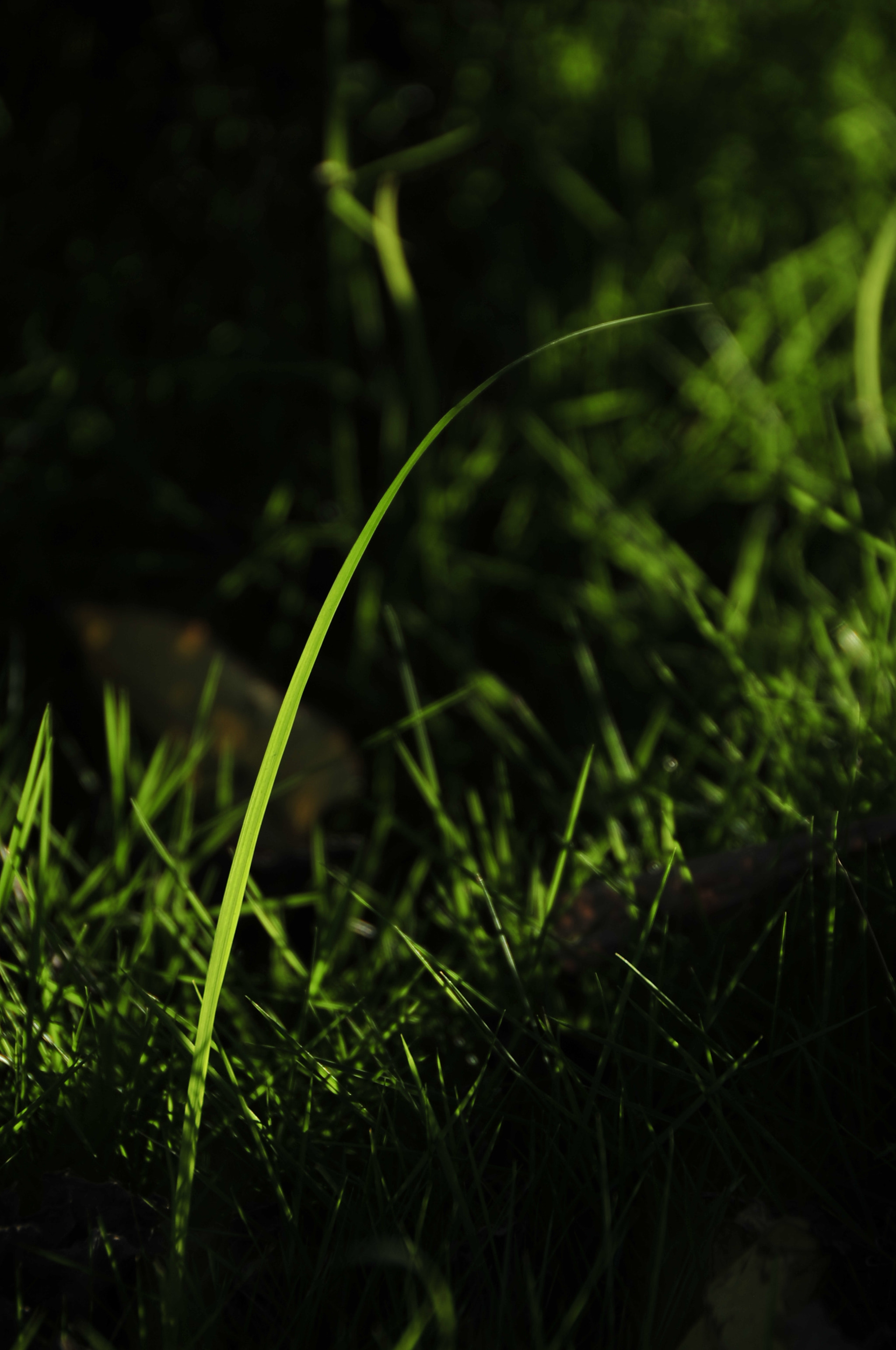 Nikon D3 sample photo. .. photography