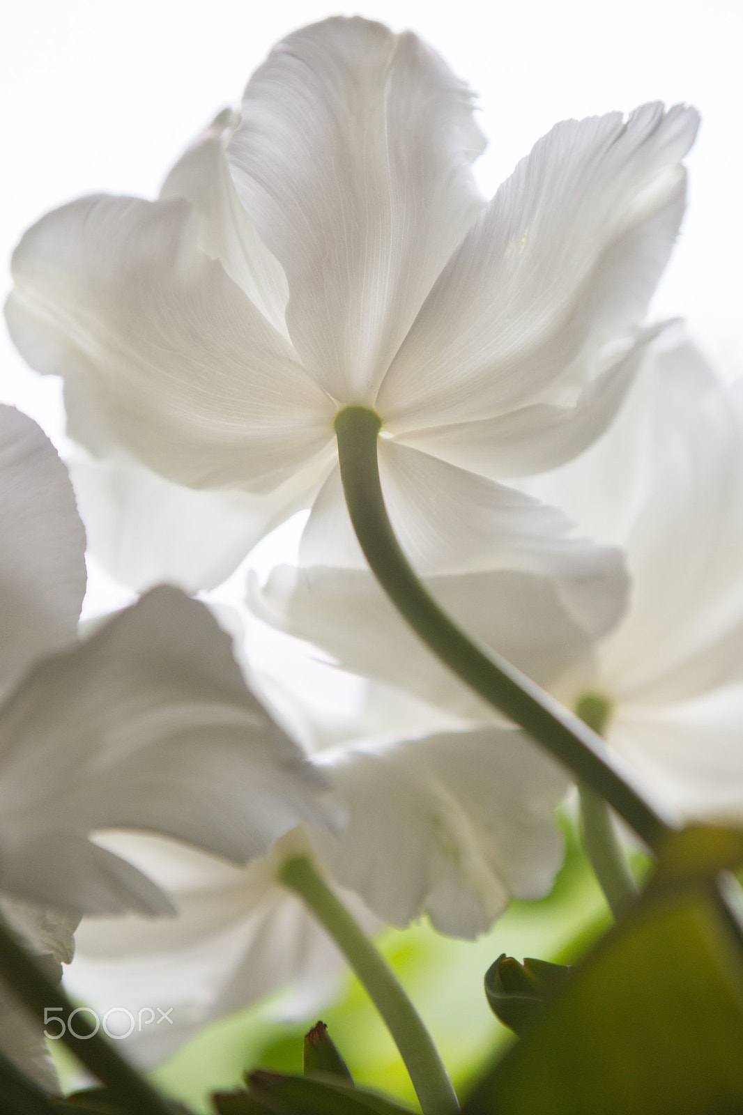 Canon EOS-1D Mark IV sample photo. White tulip photography