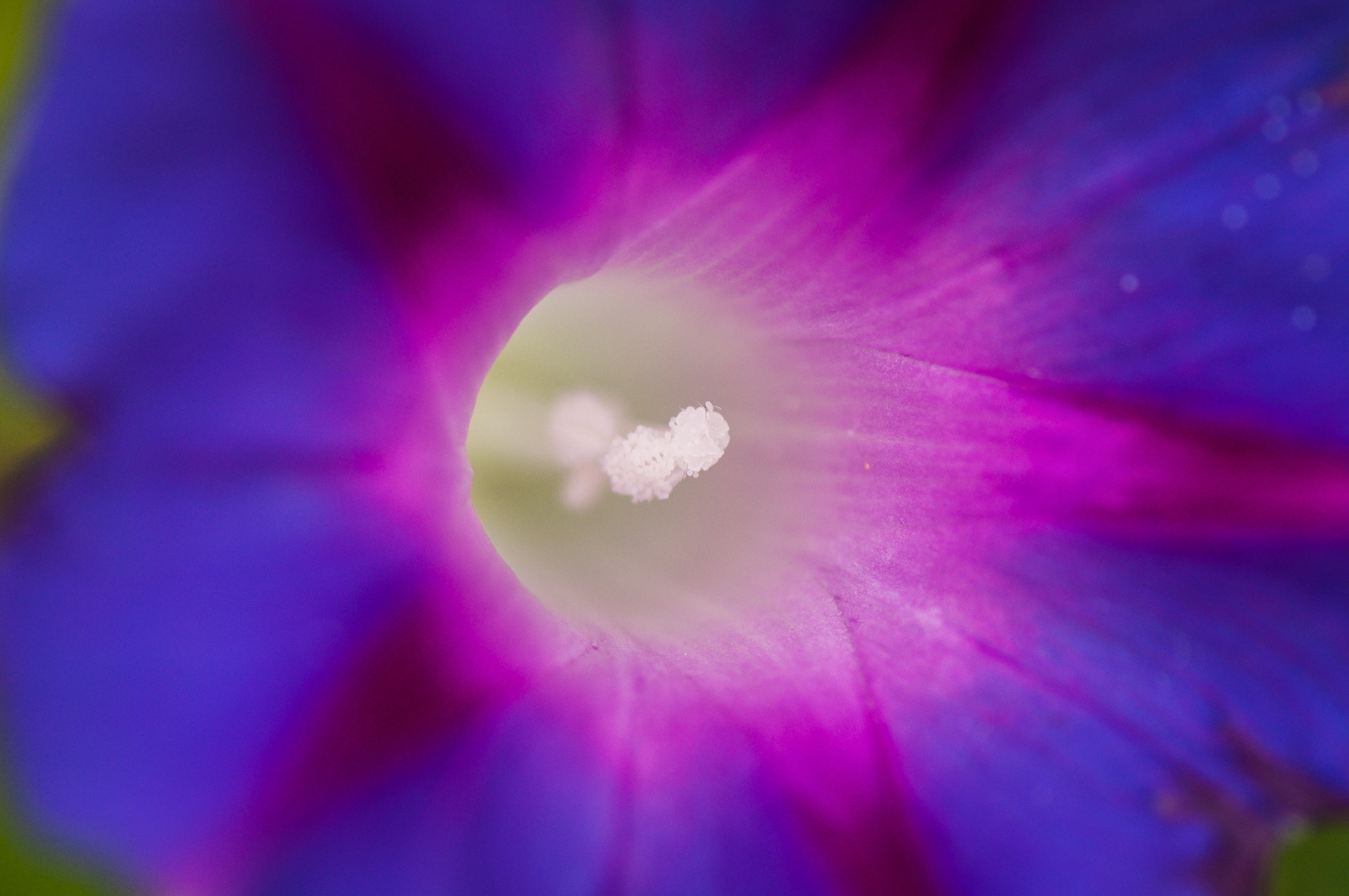Nikon AF-S Micro-Nikkor 105mm F2.8G IF-ED VR sample photo. Portal color story. Портал у кольорову казку. photography