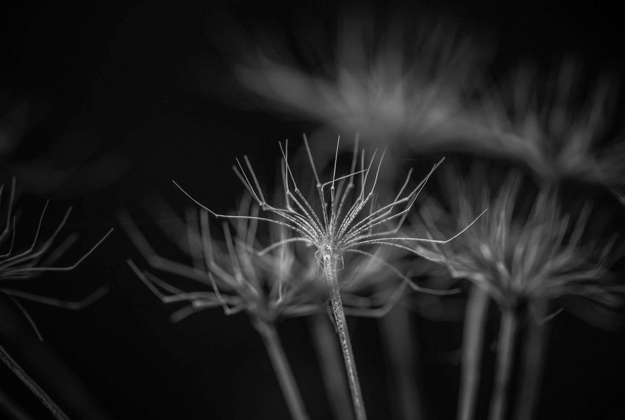 Nikon AF-S Micro-Nikkor 105mm F2.8G IF-ED VR sample photo. Exiles. Вигнанці. photography