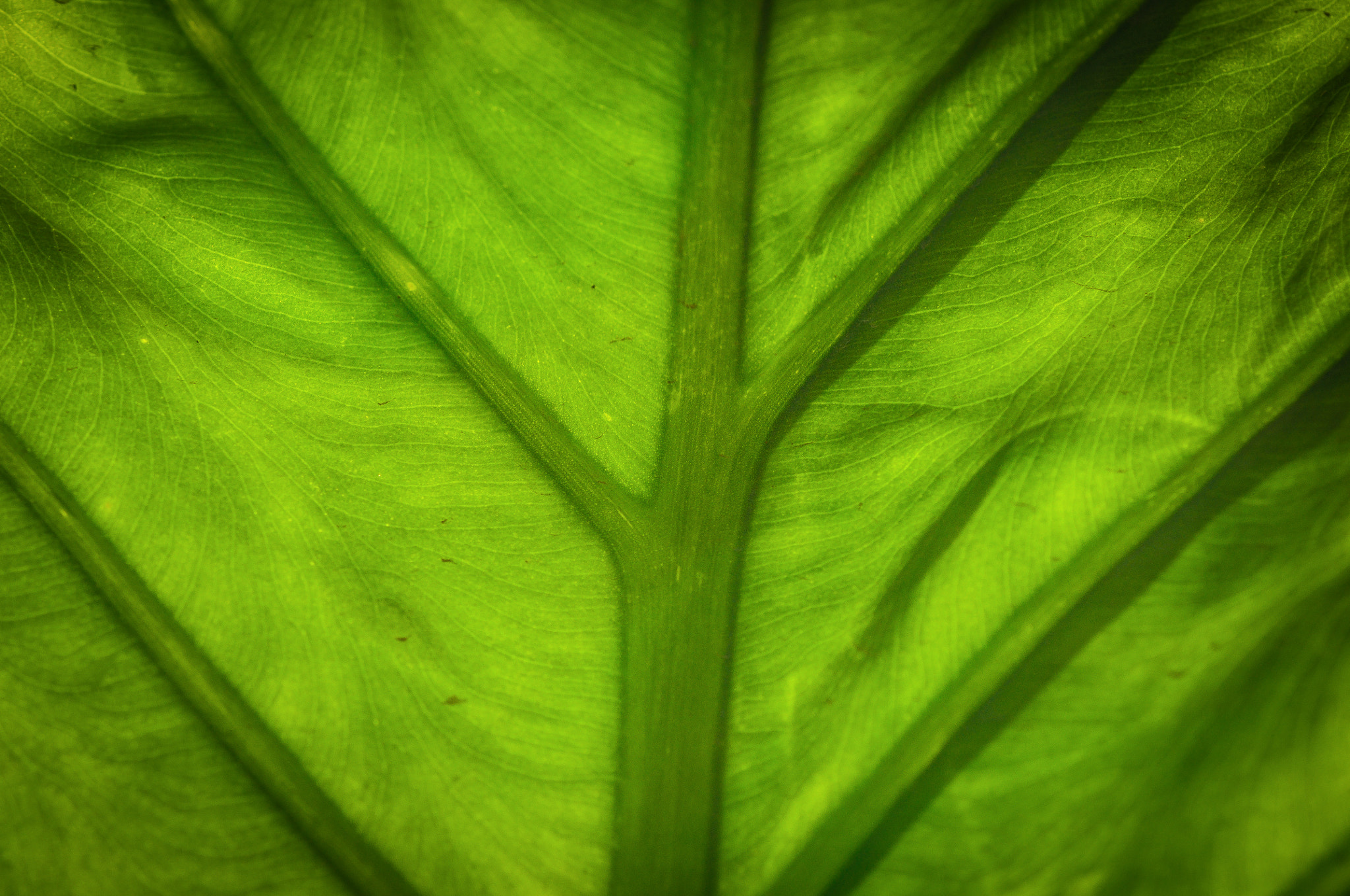 Nikon AF-S Micro-Nikkor 105mm F2.8G IF-ED VR sample photo. Green rivers. Зелені ріки. photography