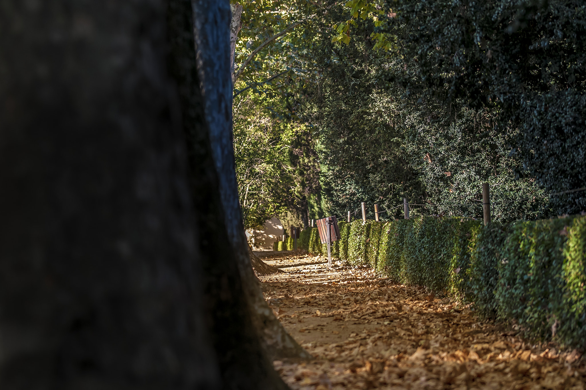 Sigma 105mm F2.8 EX DG OS HSM sample photo. Oj001 photography