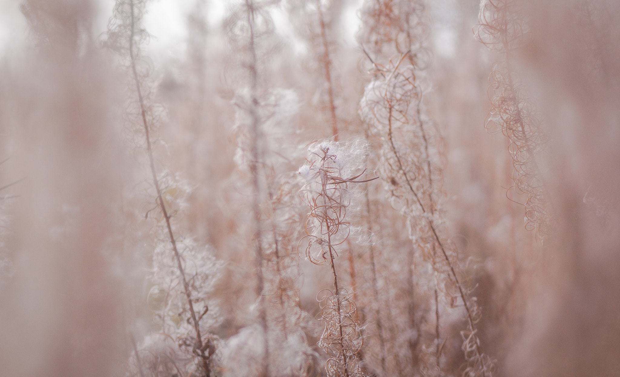 Nikon AF-S Micro-Nikkor 105mm F2.8G IF-ED VR sample photo. Swans fall. Лебеді осені. photography