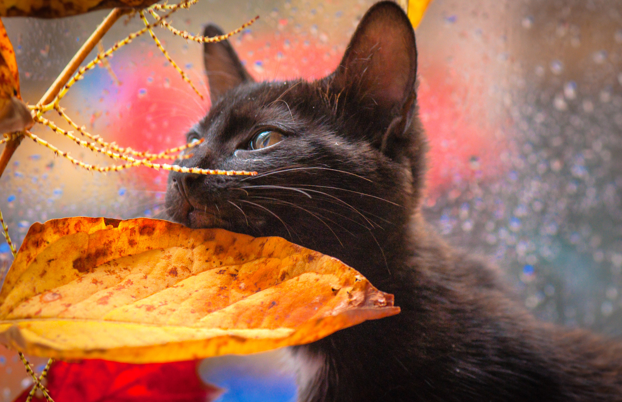 Nikon AF-S Micro-Nikkor 105mm F2.8G IF-ED VR sample photo. Puma and autumn. Пума та осінь. photography