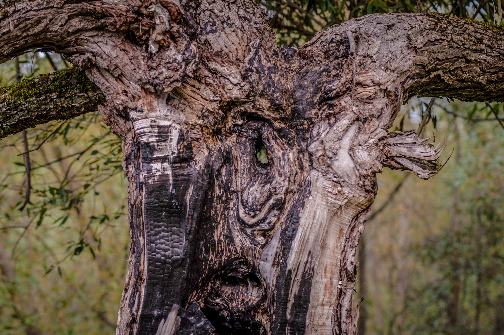 Nikon AF-S Micro-Nikkor 105mm F2.8G IF-ED VR sample photo. Old cyclops. Старий Циклоп. photography