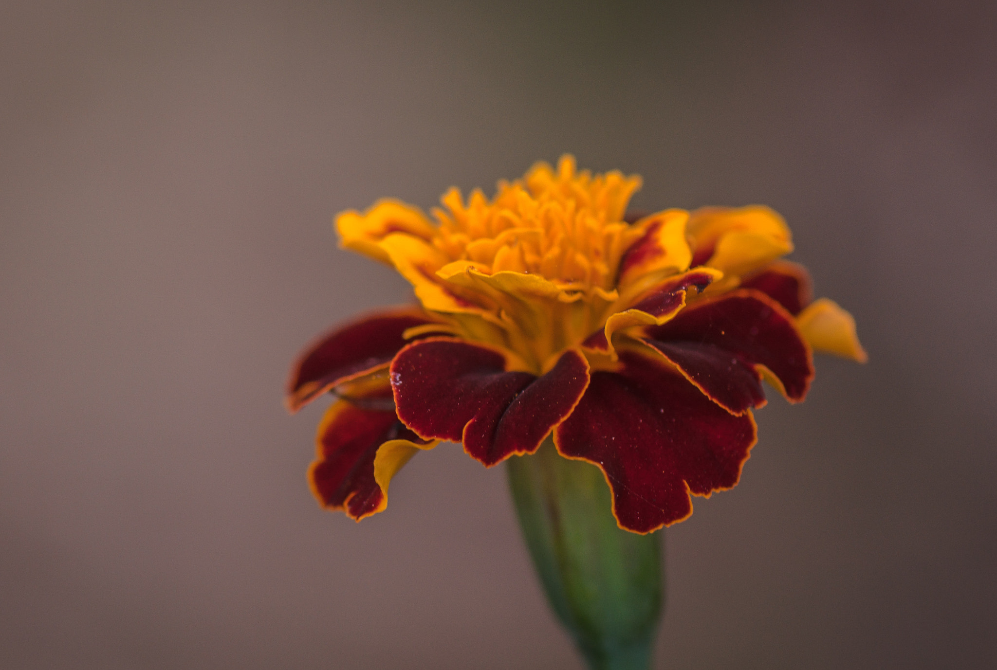 Nikon AF-S Micro-Nikkor 105mm F2.8G IF-ED VR sample photo. The free poet. Вільний поет. photography