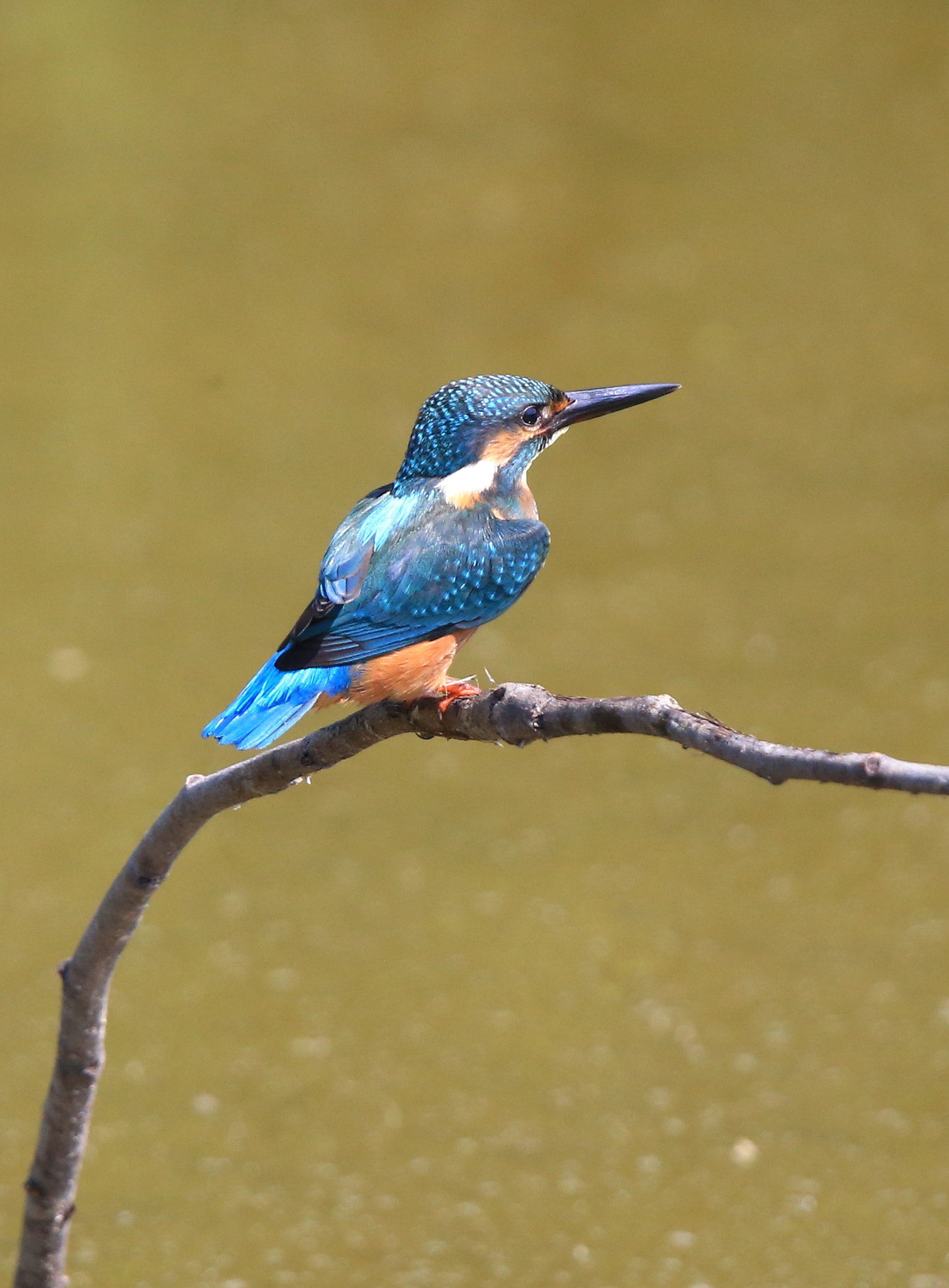 Canon EOS-1D X + Canon EF 600mm F4L IS II USM sample photo. 281 photography