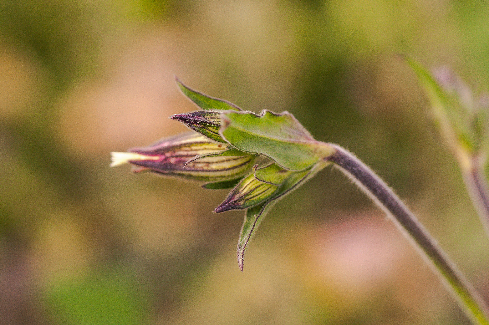 Nikon AF-S Micro-Nikkor 105mm F2.8G IF-ED VR sample photo. Shot. Постріл. photography