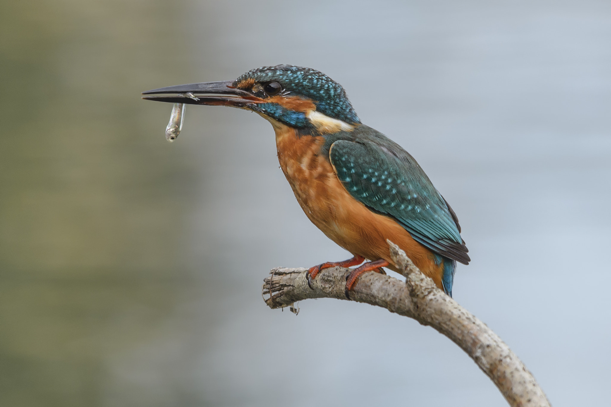 Sigma 150-500mm F5-6.3 DG OS HSM sample photo. Martín pescador photography