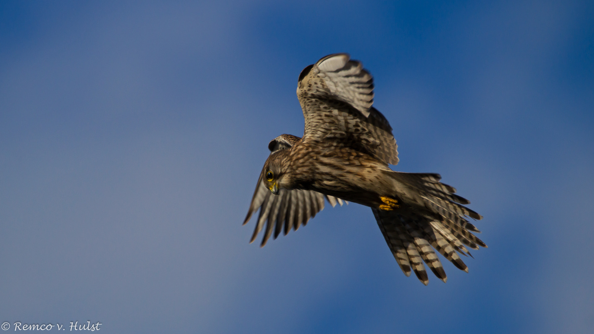 Sony SLT-A58 sample photo. Common kestrel photography