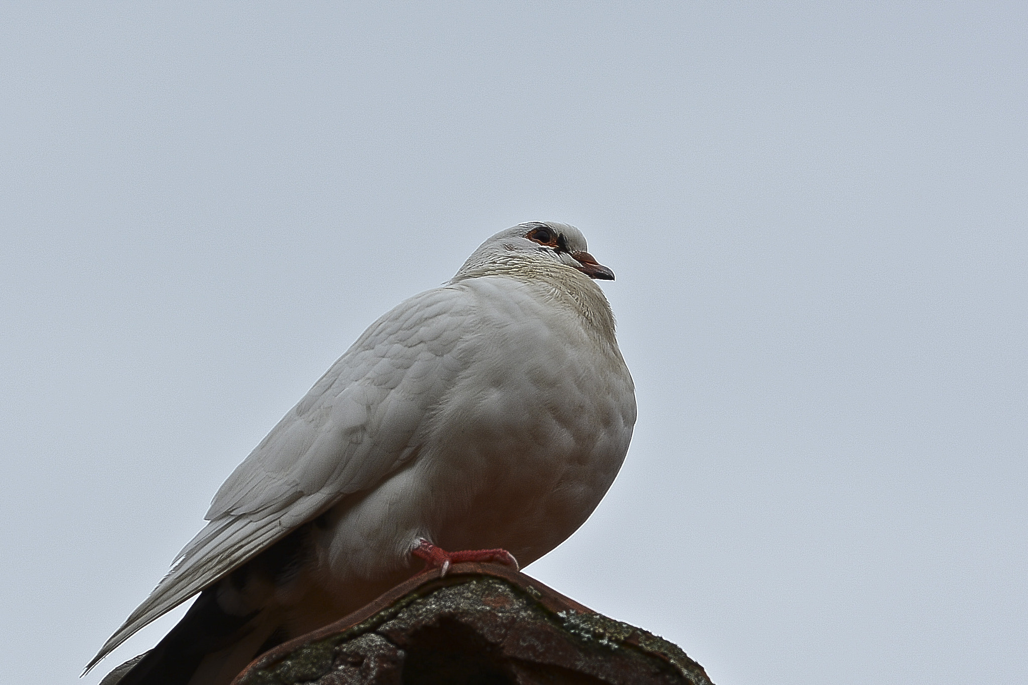 Nikon D7100 + AF DC-Nikkor 135mm f/2D sample photo. A paz descansa...em paz. photography