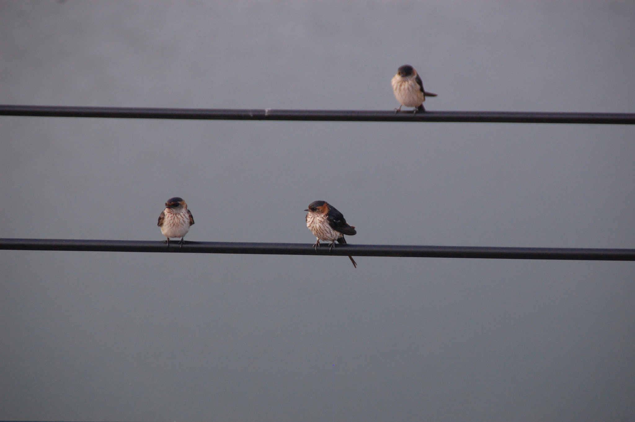 Nikon D40 sample photo. Three cute birds photography