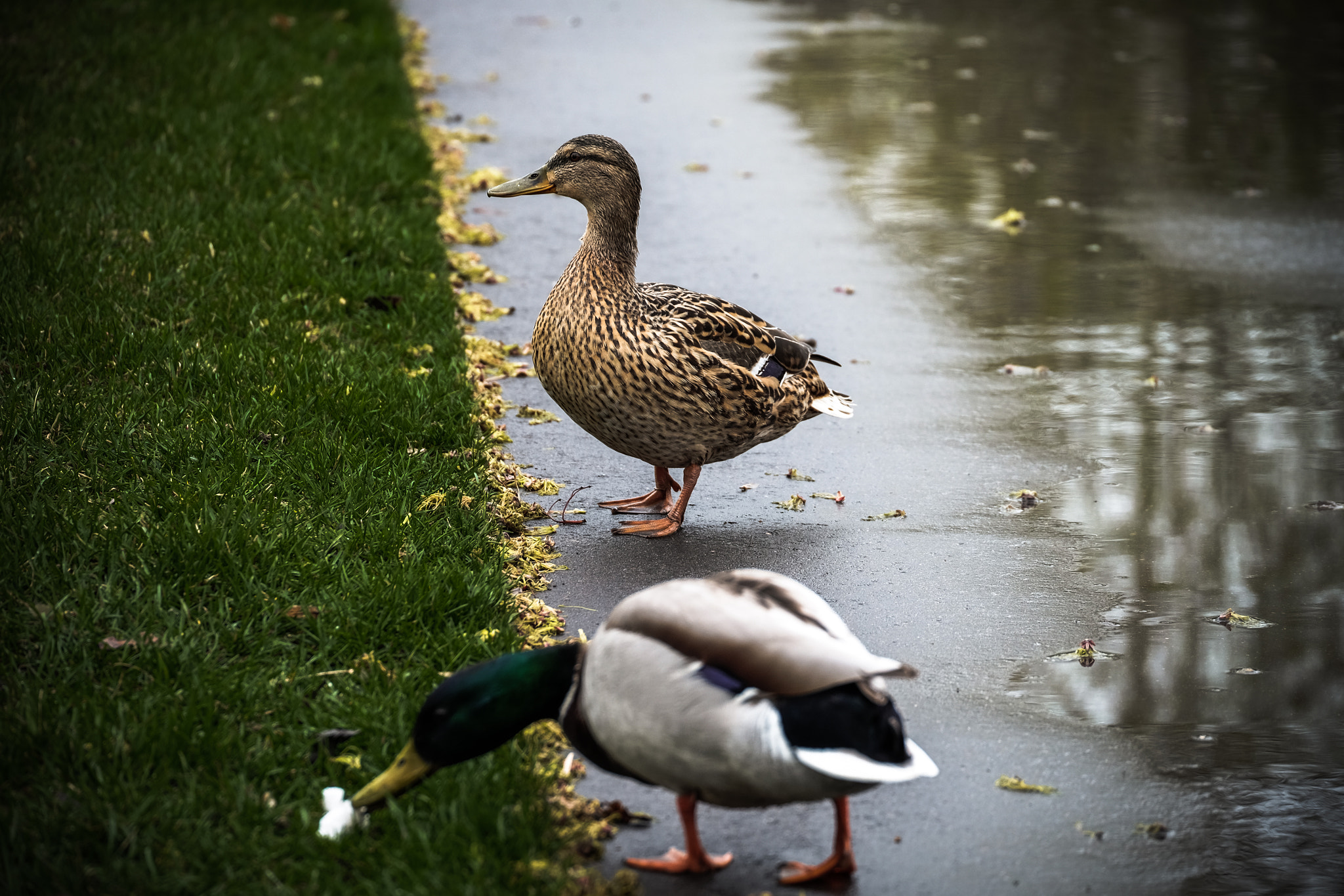 Fujifilm X-E2 + Fujifilm XC 50-230mm F4.5-6.7 OIS sample photo. Ducktale photography