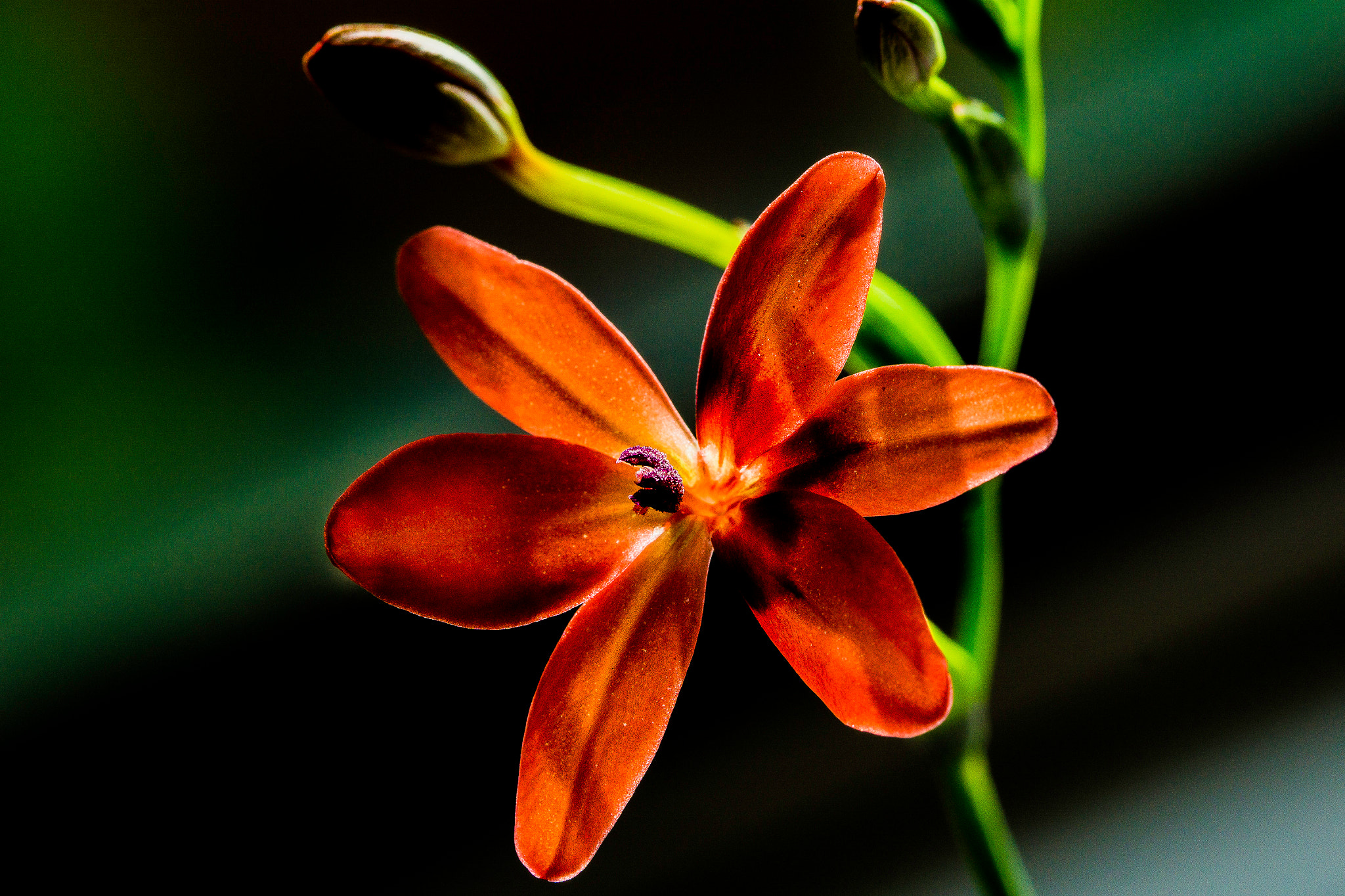 Sony a6000 + Canon EF 100mm F2.8 Macro USM sample photo. Macro flower photography