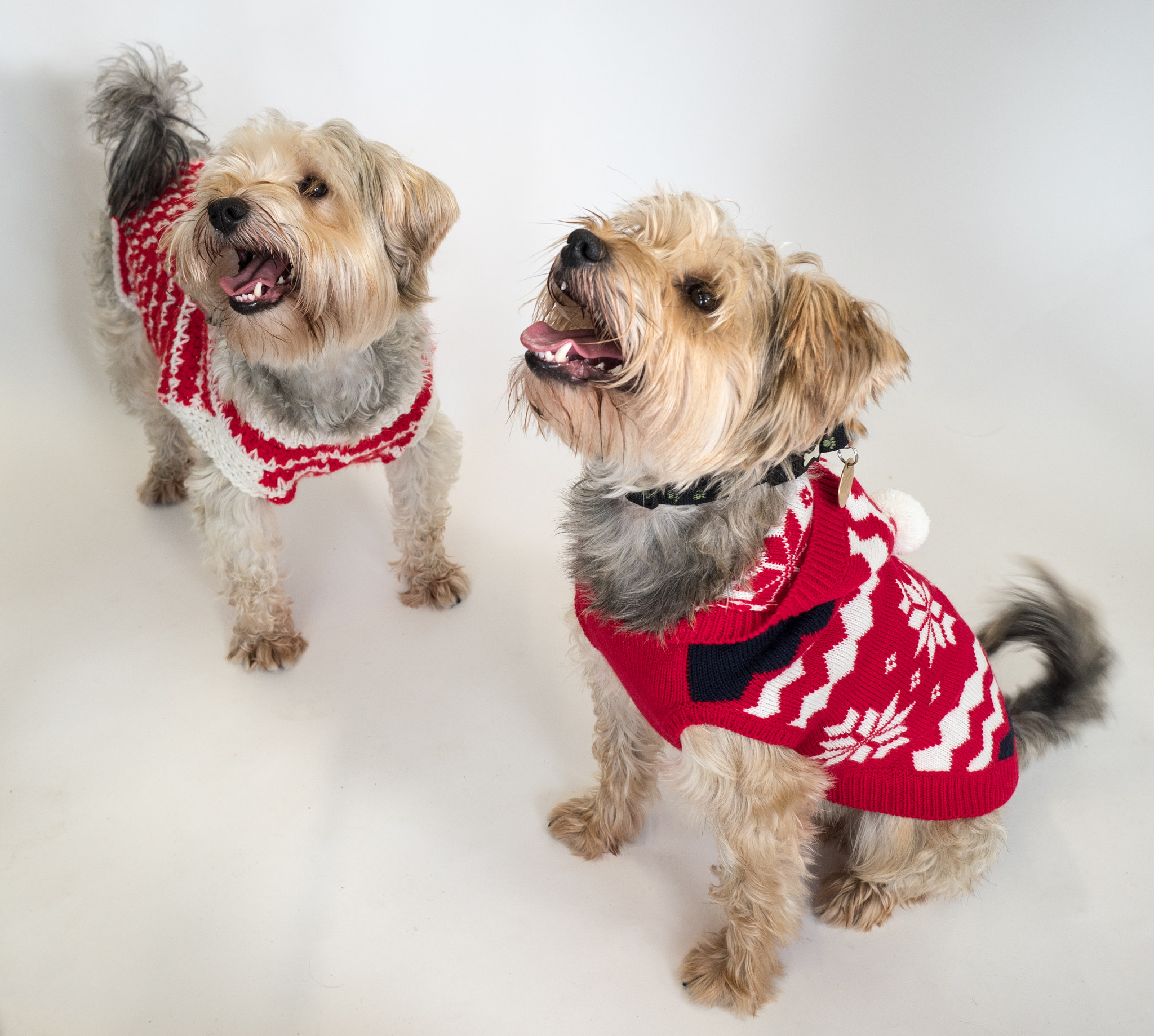 Olympus PEN-F + Olympus M.Zuiko Digital ED 12-40mm F2.8 Pro sample photo. Xmas rescue dogs photography