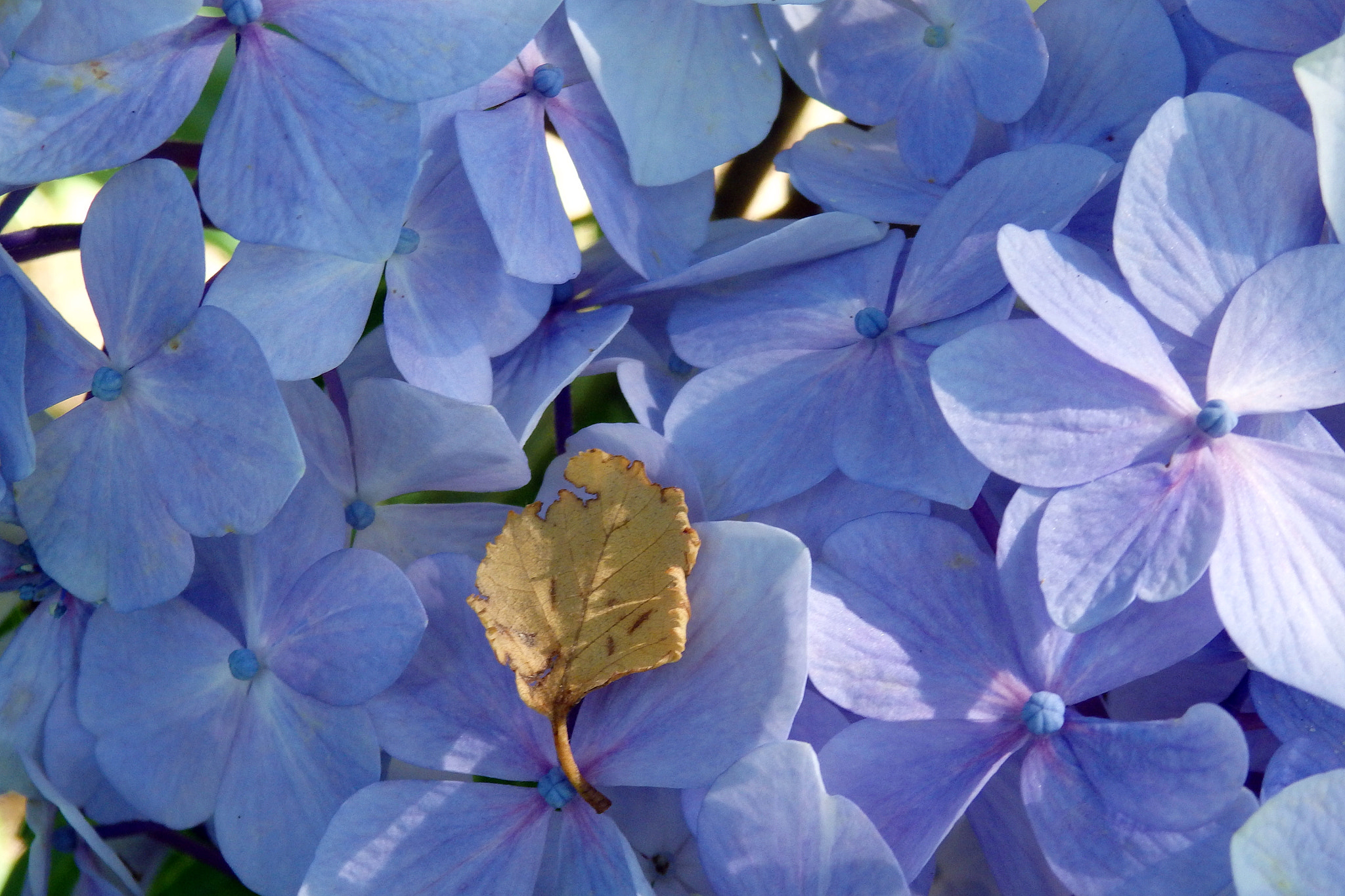 Olympus SZ-17 sample photo. Hydrangea 16 photography