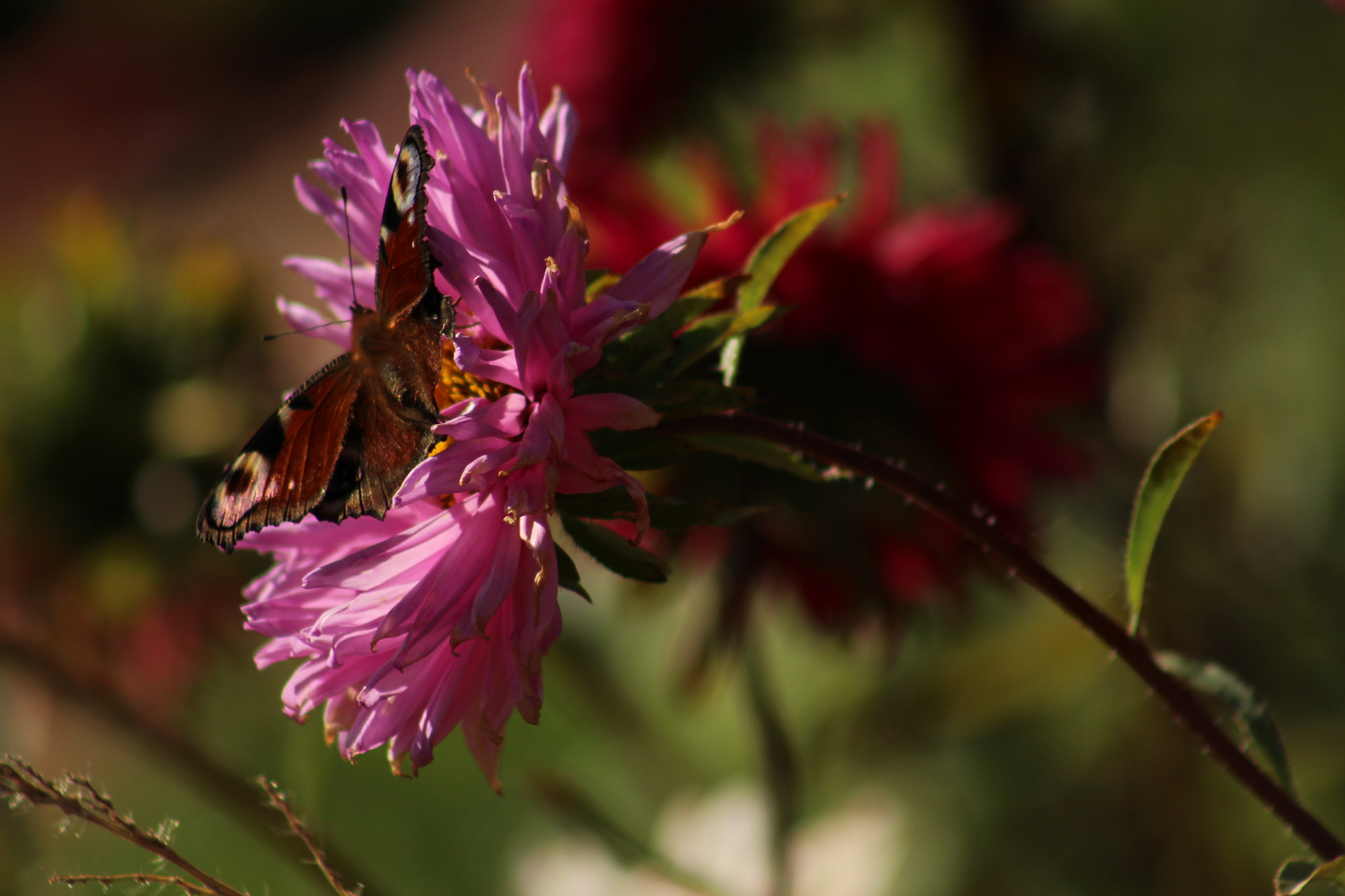 Canon EF 75-300mm f/4-5.6 USM sample photo. Last warm day photography