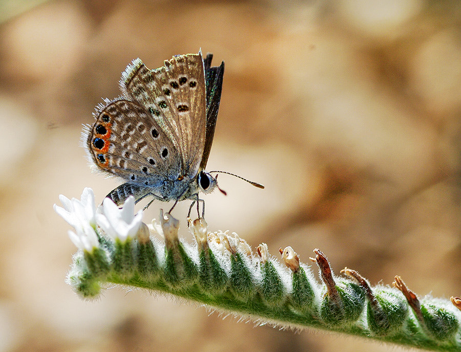 Pentax K20D + smc PENTAX-FA Macro 100mm F2.8 sample photo. Buterfly photography