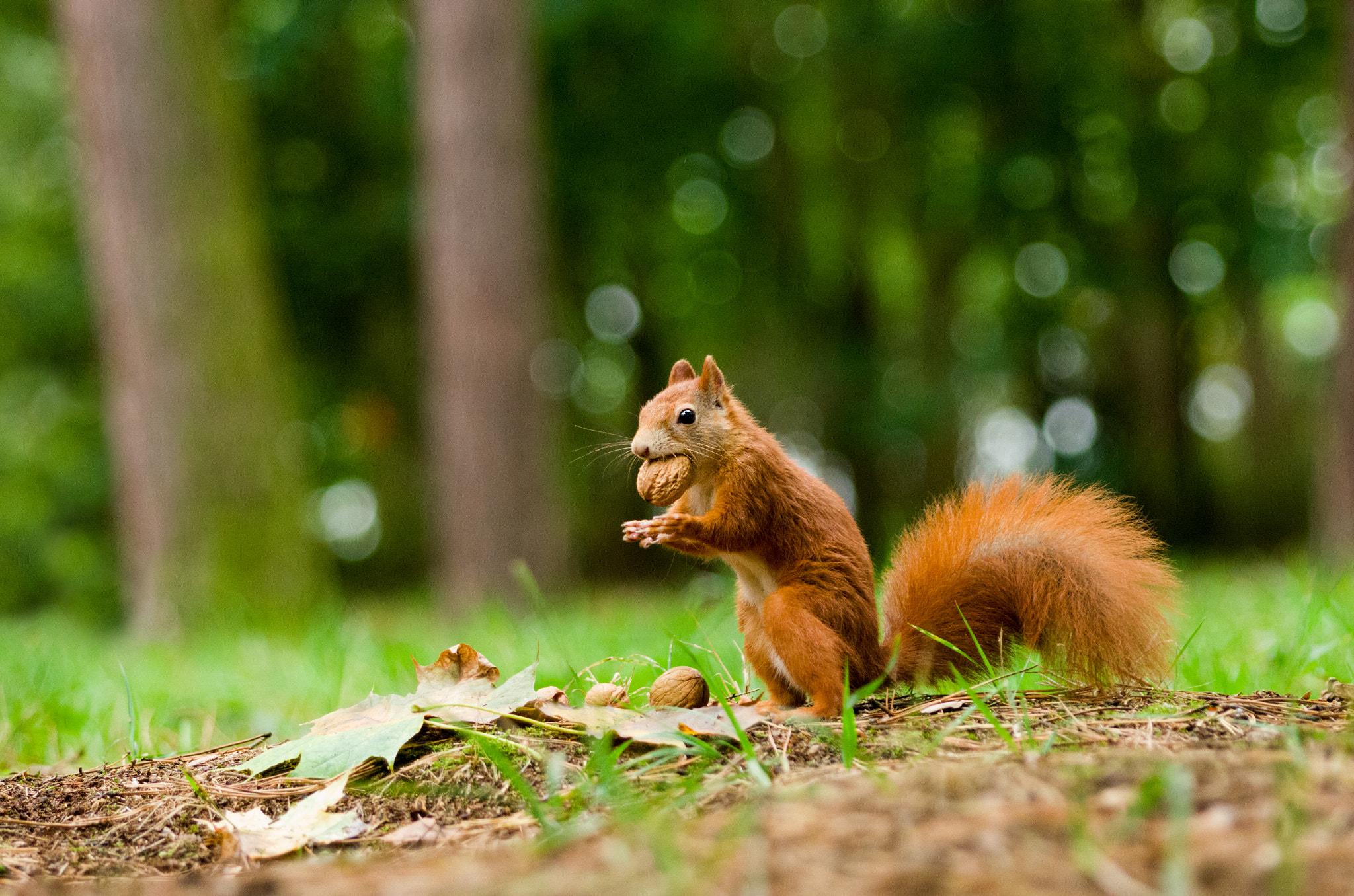 Pentax K-5 IIs + Pentax smc DA* 60-250mm F4.0 ED (IF) SDM sample photo. Squirrel the thief photography