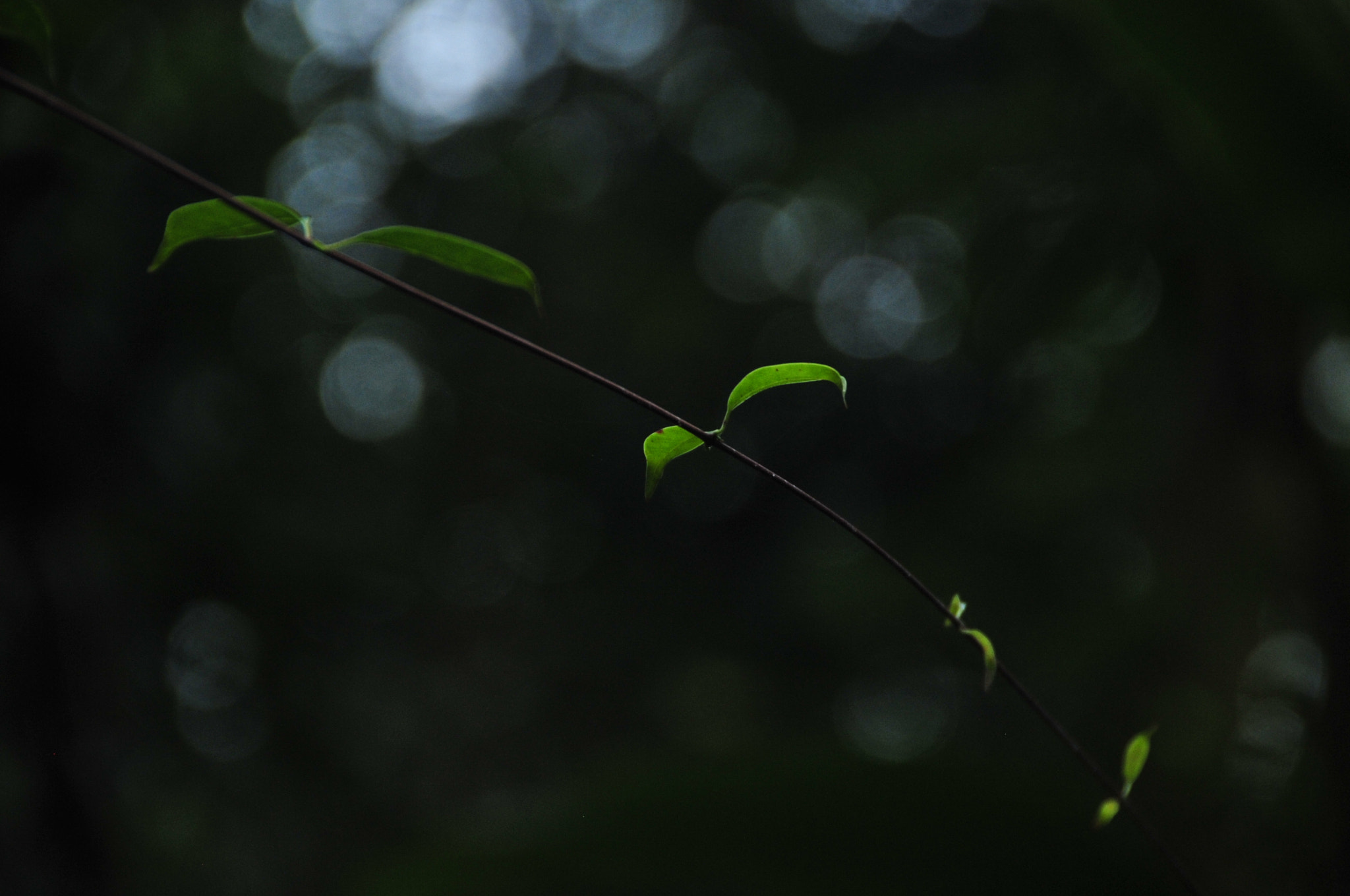 Nikon D3 sample photo. .. photography