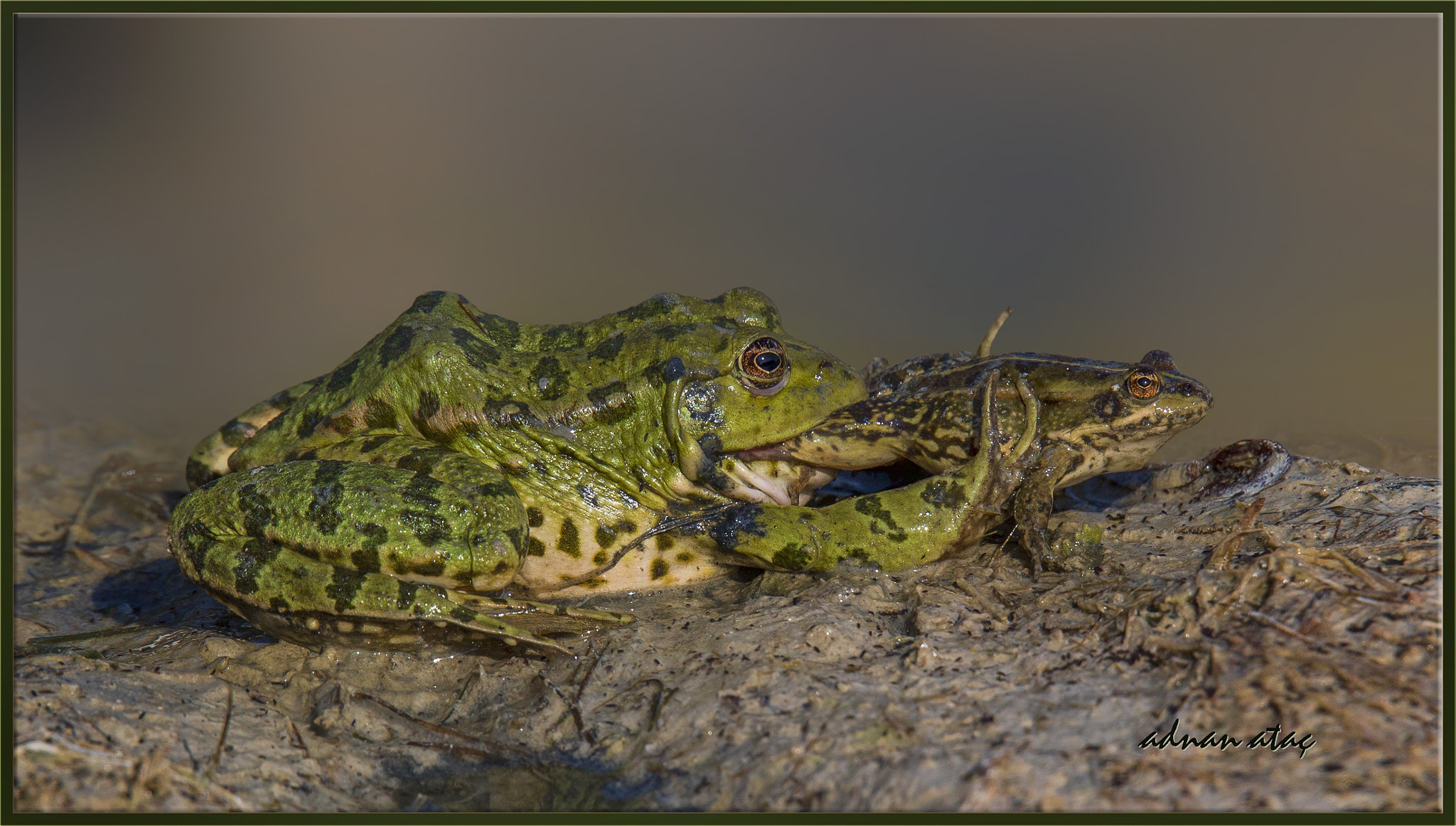 Sigma 150-600mm F5-6.3 DG OS HSM | S sample photo. Kurbağa yiyen kurbağa - frog eat frog photography