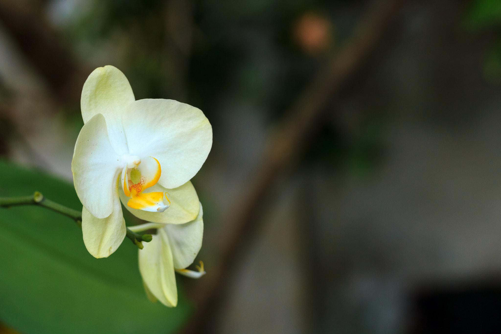 Canon EF-S 60mm F2.8 Macro USM sample photo. Flower power photography