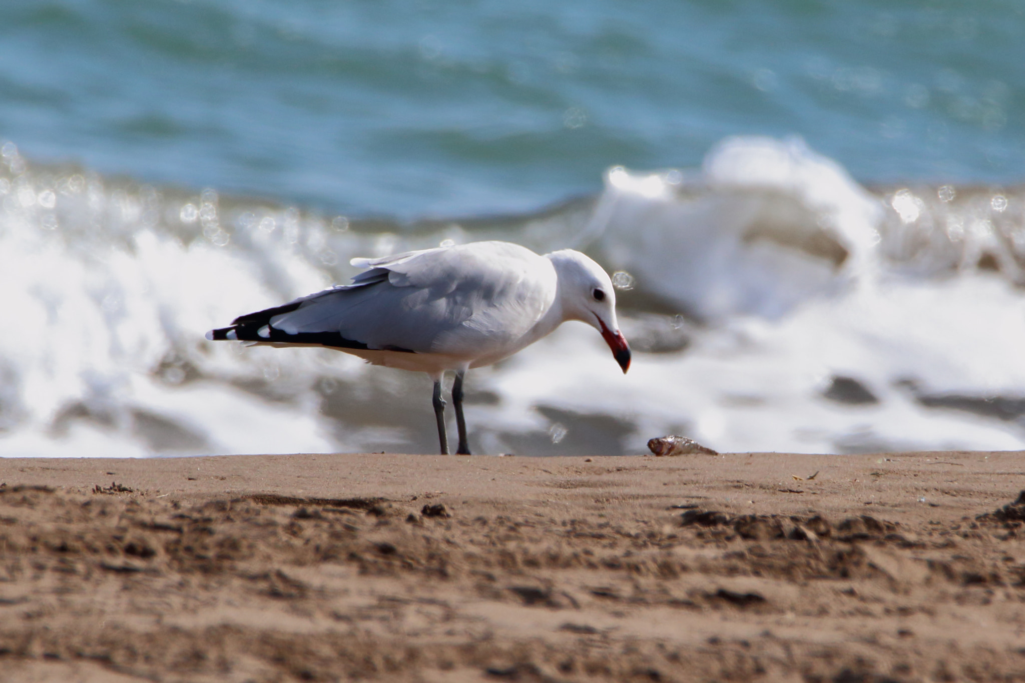 Tamron SP 150-600mm F5-6.3 Di VC USD sample photo. Lares audouinii (gaviota de audouin) photography