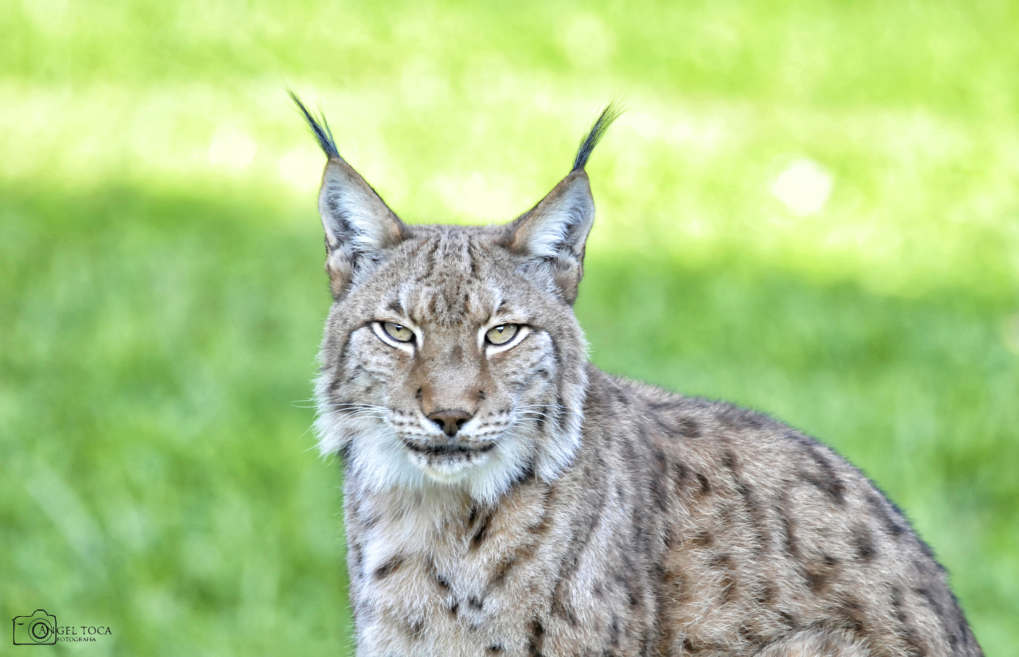 Nikon D300 sample photo. La mirada del lince photography
