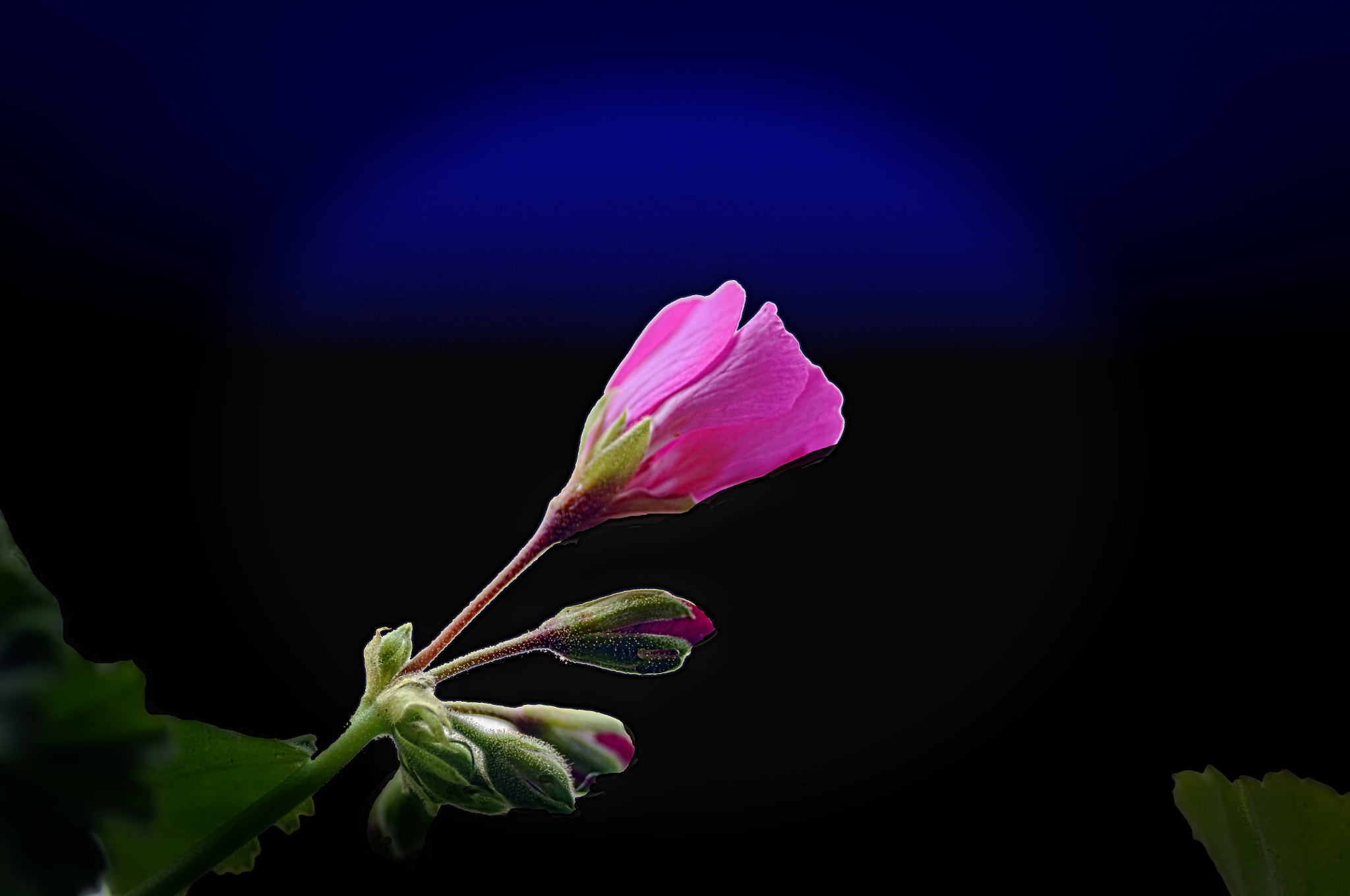 Nikon D5000 sample photo. Flower photography