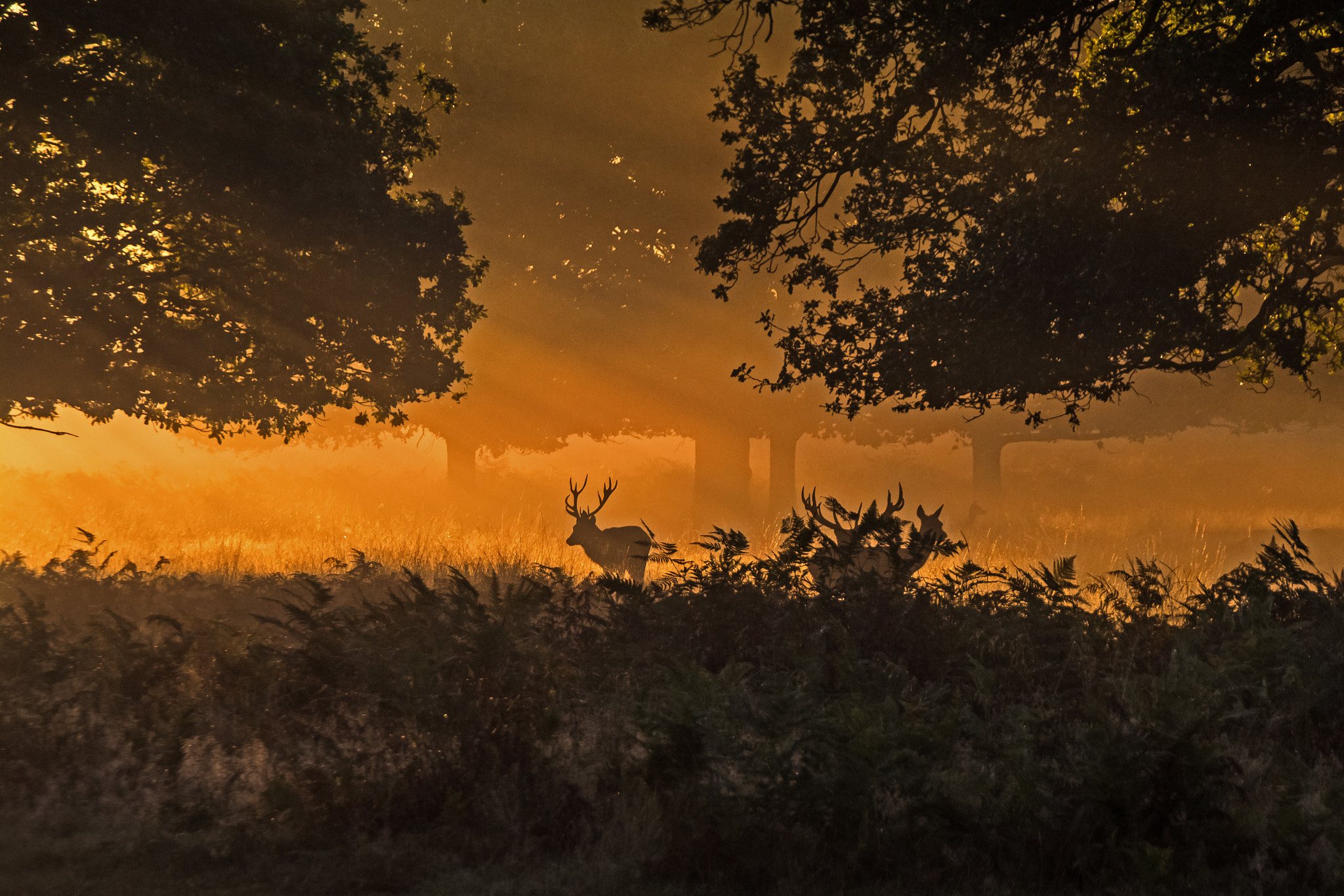 Nikon D5200 + Tamron AF 18-270mm F3.5-6.3 Di II VC LD Aspherical (IF) MACRO sample photo. Stag in the sunrise photography
