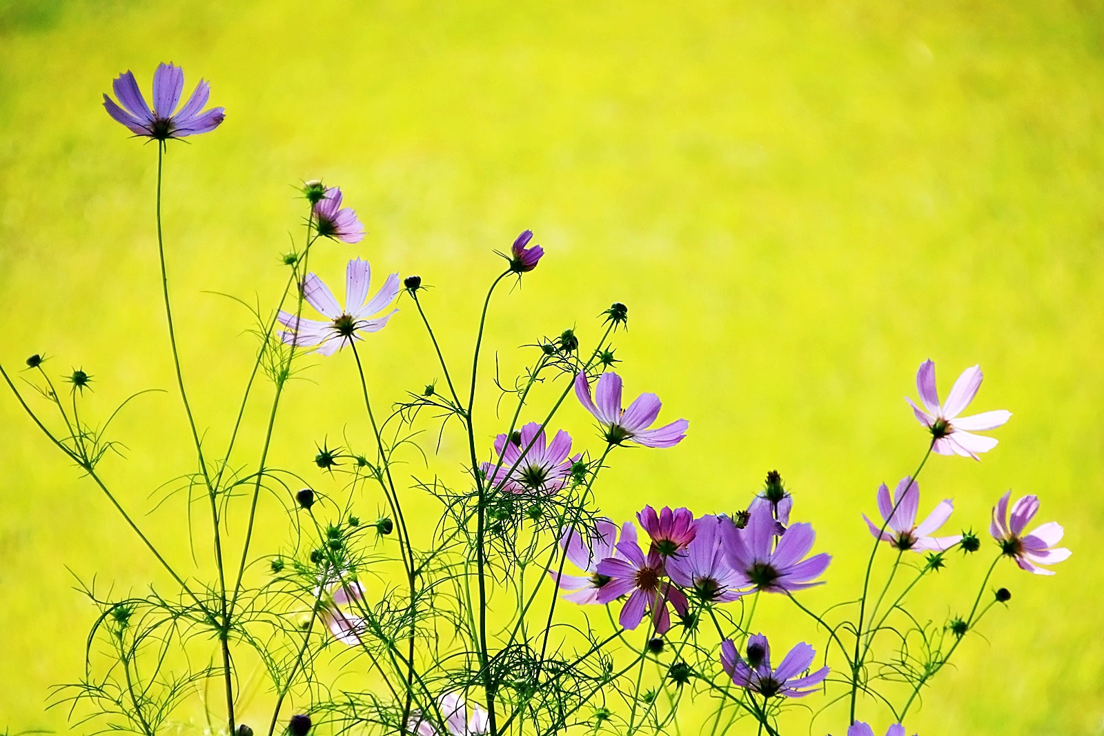 Canon EOS 750D (EOS Rebel T6i / EOS Kiss X8i) sample photo. Cosmos photography