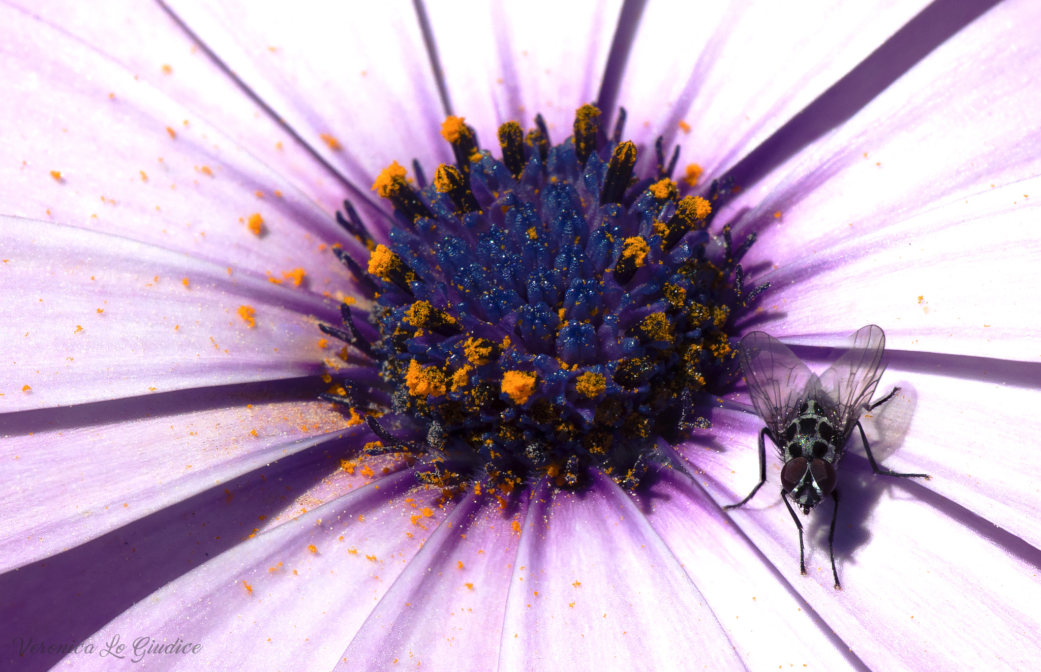 Nikon AF-S DX Micro-Nikkor 85mm F3.5G ED VR sample photo. Fly on the petals photography