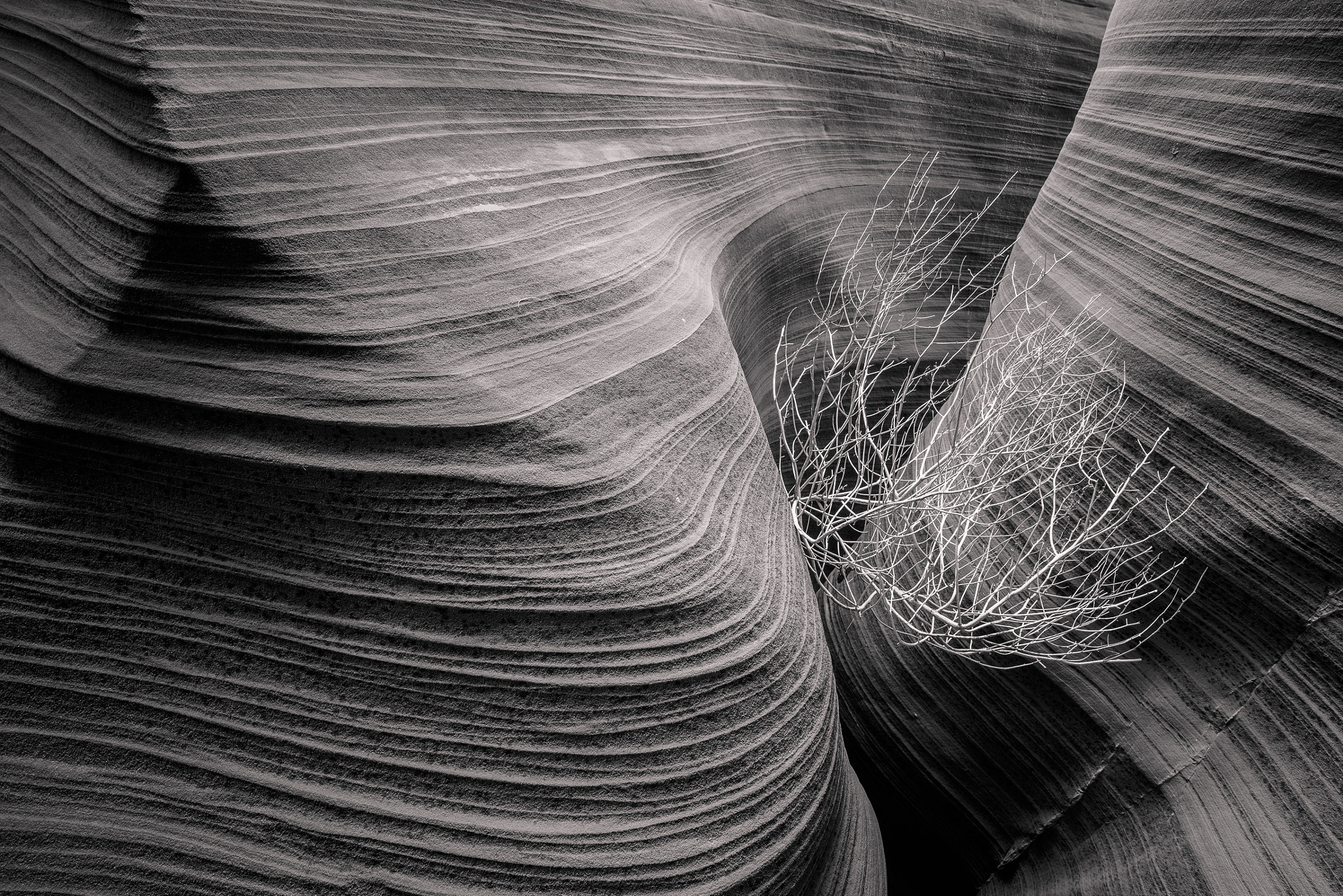 Canon EOS 5DS R + Canon EF 16-35mm F4L IS USM sample photo. Tumble bush photography