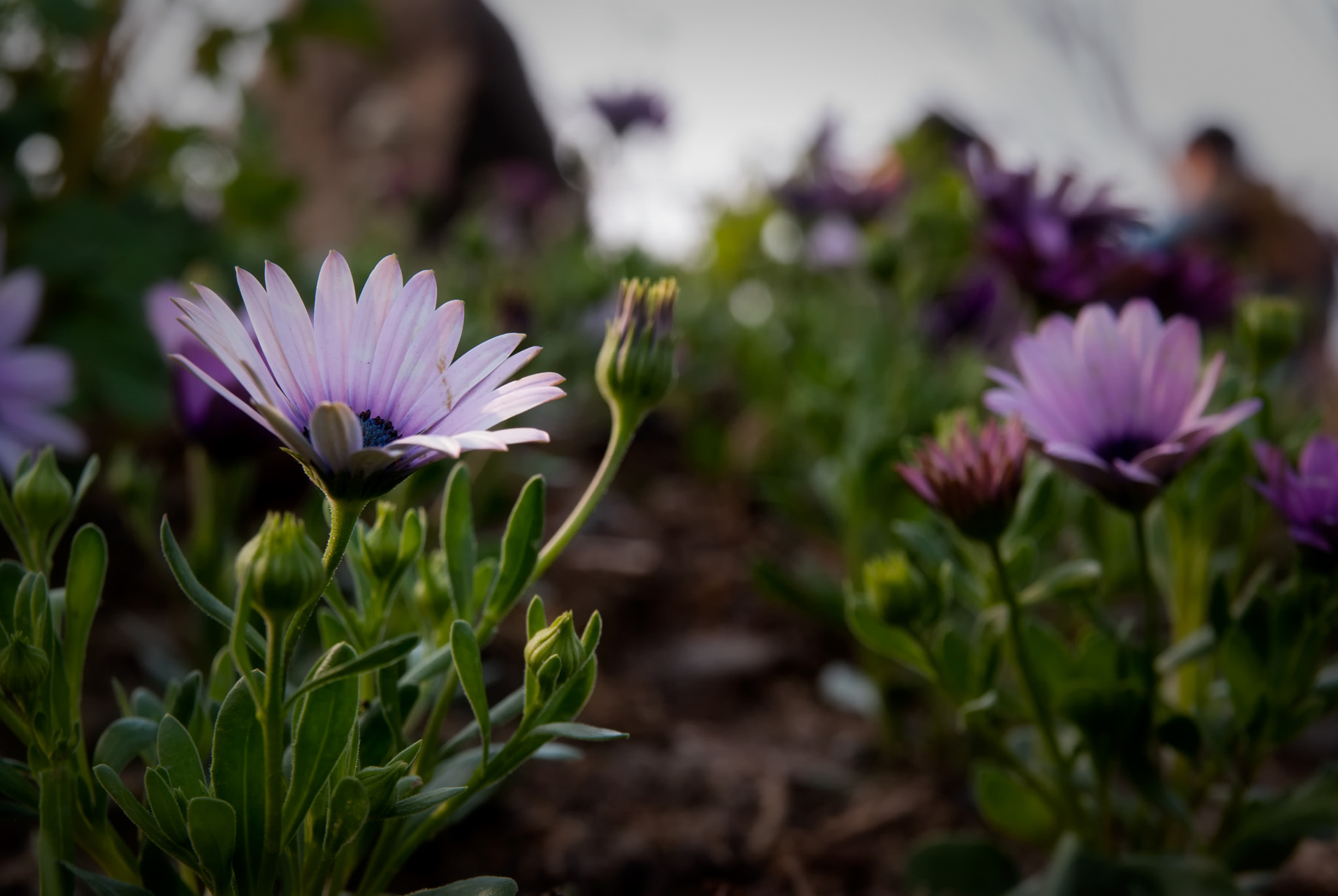 Sony Alpha DSLR-A300 sample photo. Flowers photography