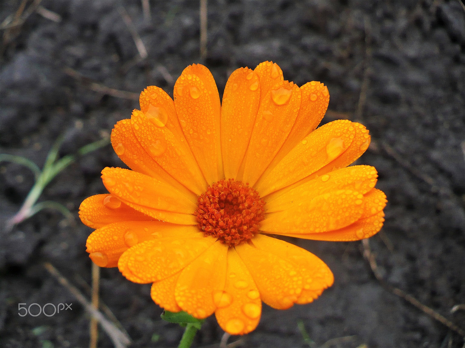 Panasonic DMC-LZ7 sample photo. Yellow flower. Желтый цветок. photography