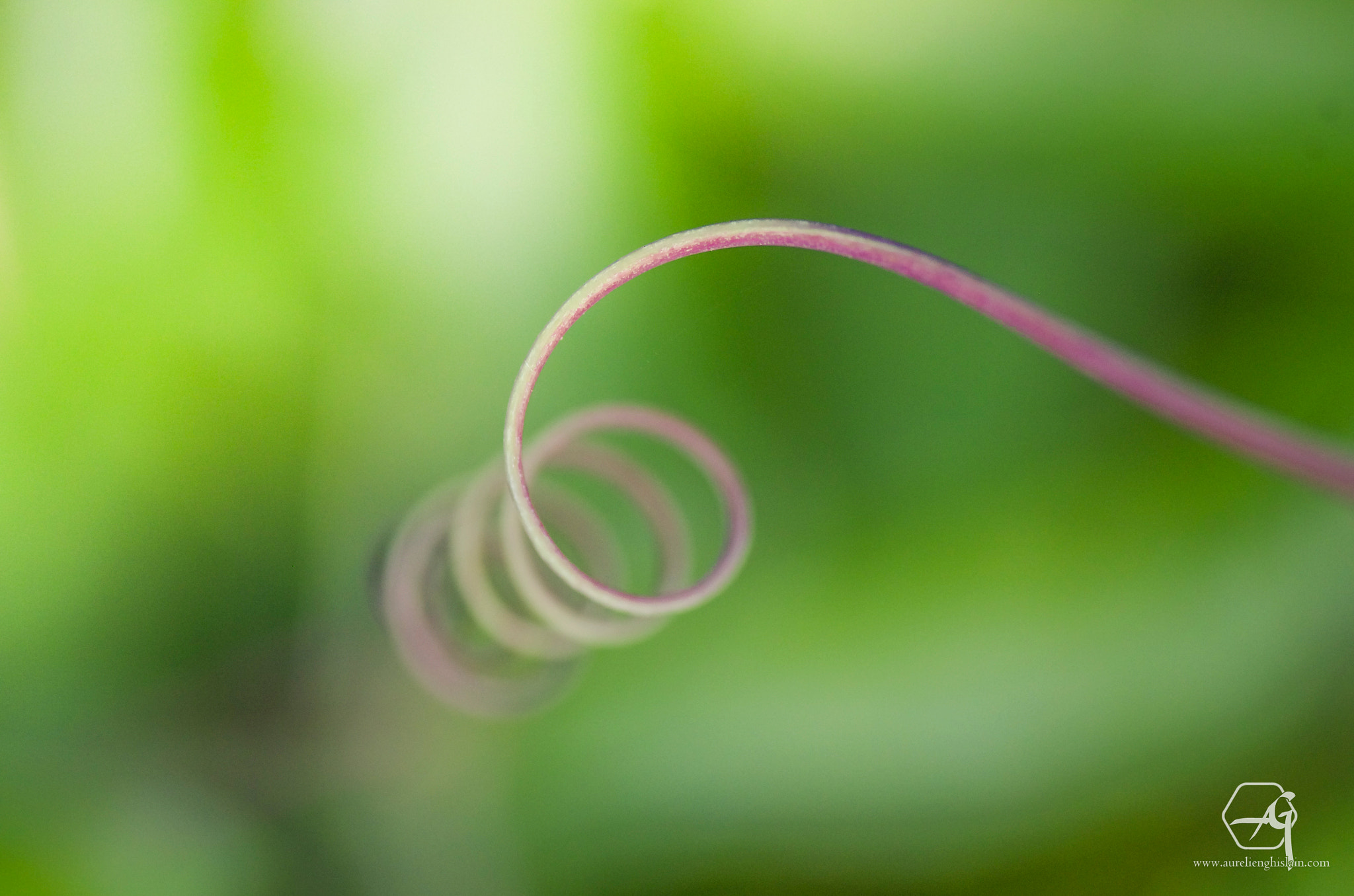 Pentax K-5 + Tamron SP AF 90mm F2.8 Di Macro sample photo. Le chemin est long photography