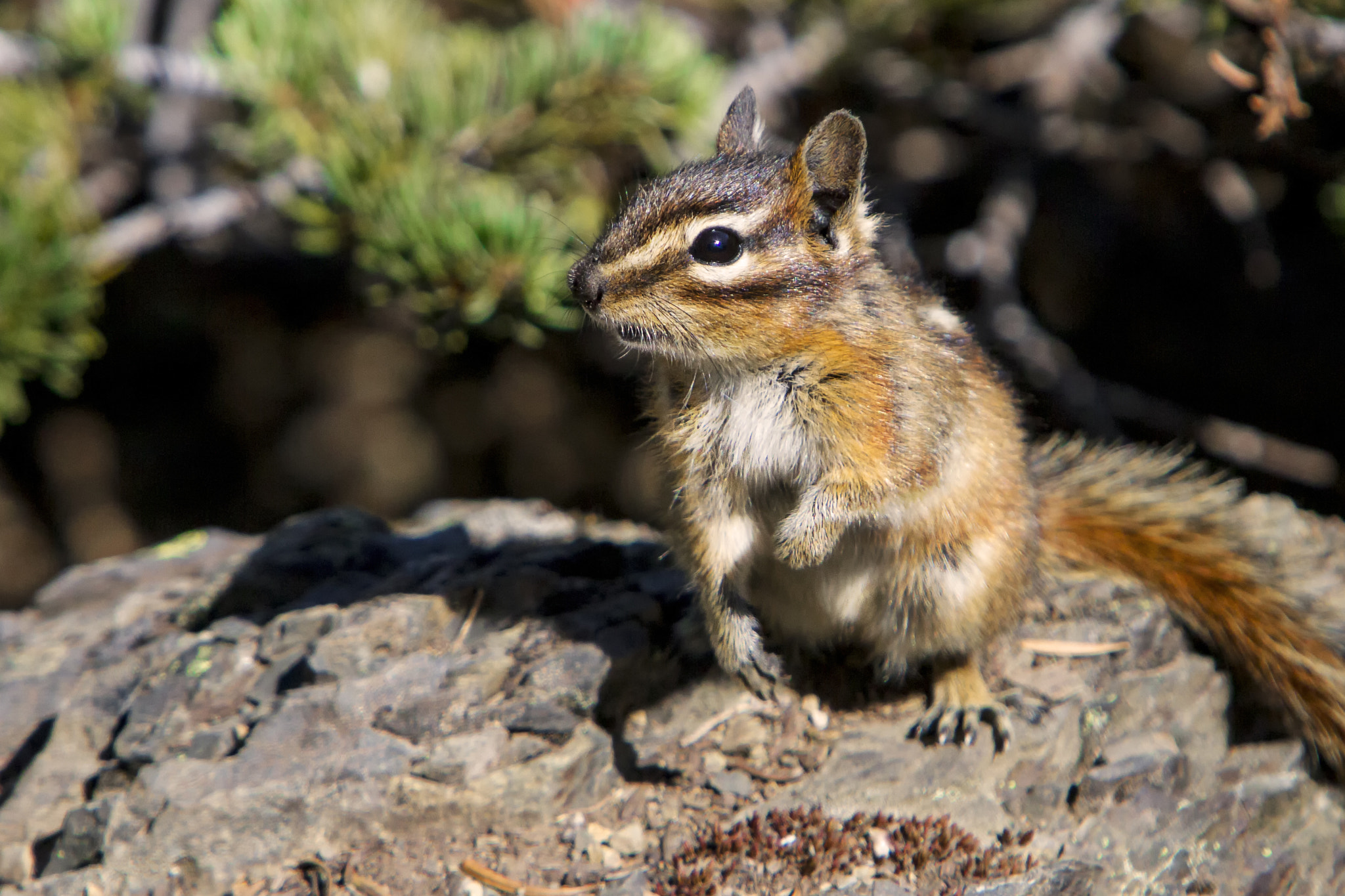 Canon EF 70-200mm F2.8L IS USM sample photo. How cute is that? photography