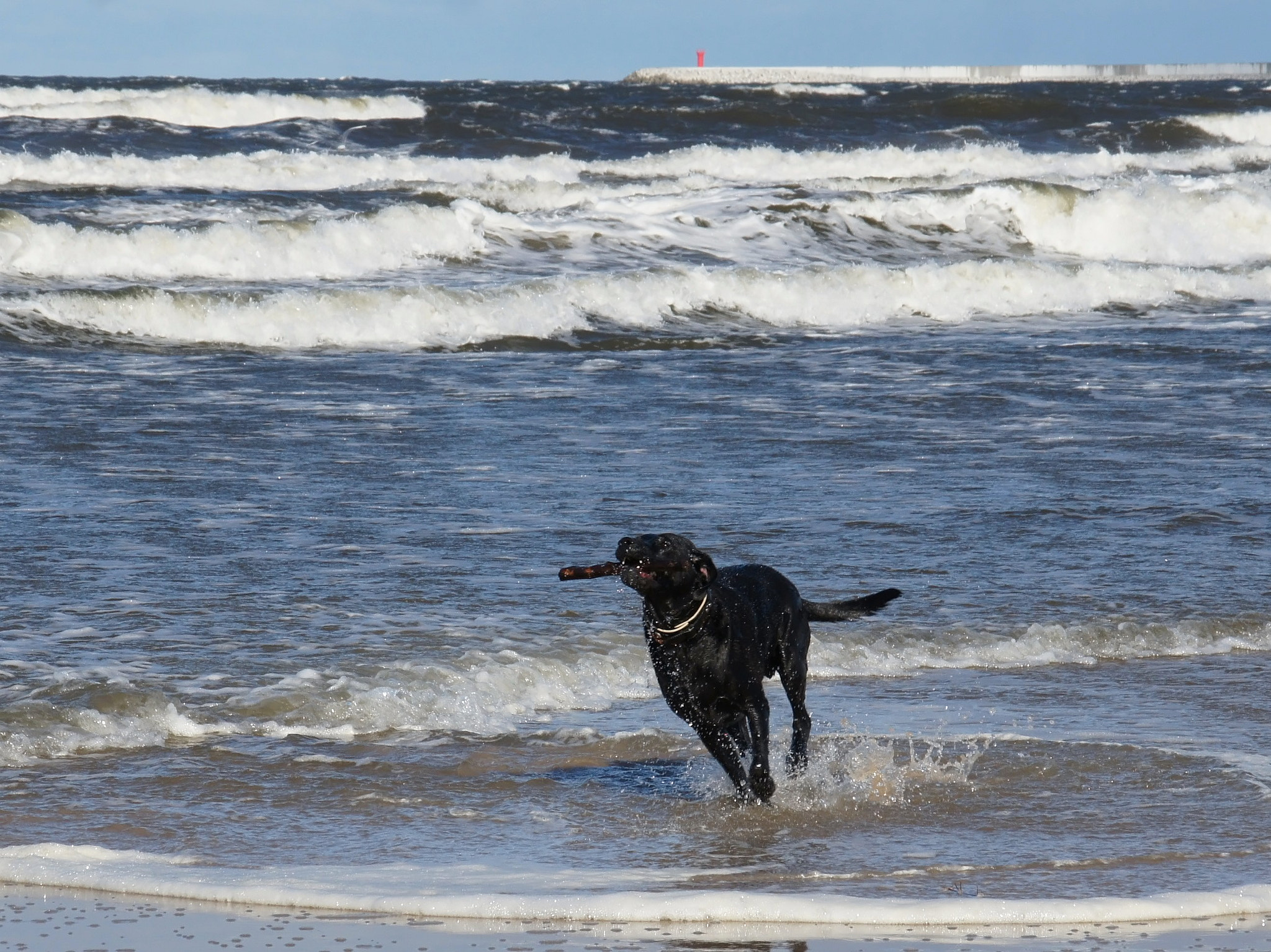 Sony Alpha DSLR-A450 + Sigma 18-200mm F3.5-6.3 DC sample photo. Dog and the sea. photography