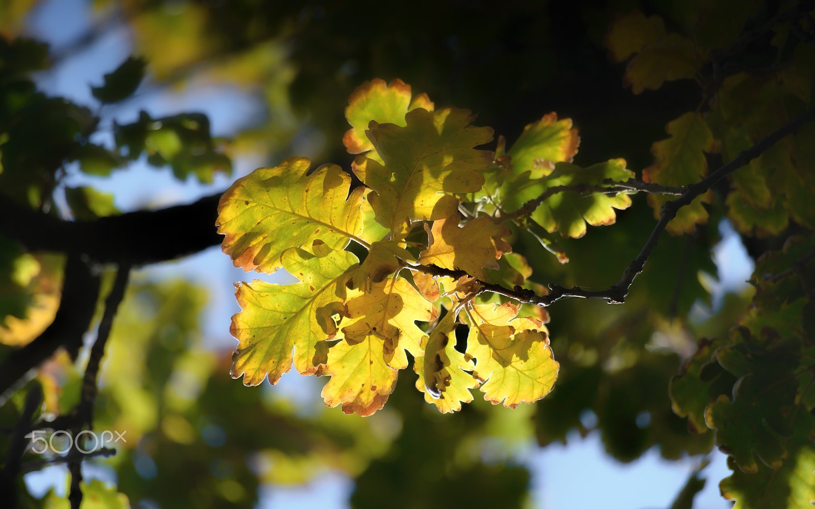 Sigma 70-300mm F4-5.6 APO DG Macro sample photo. Warm autumn photography