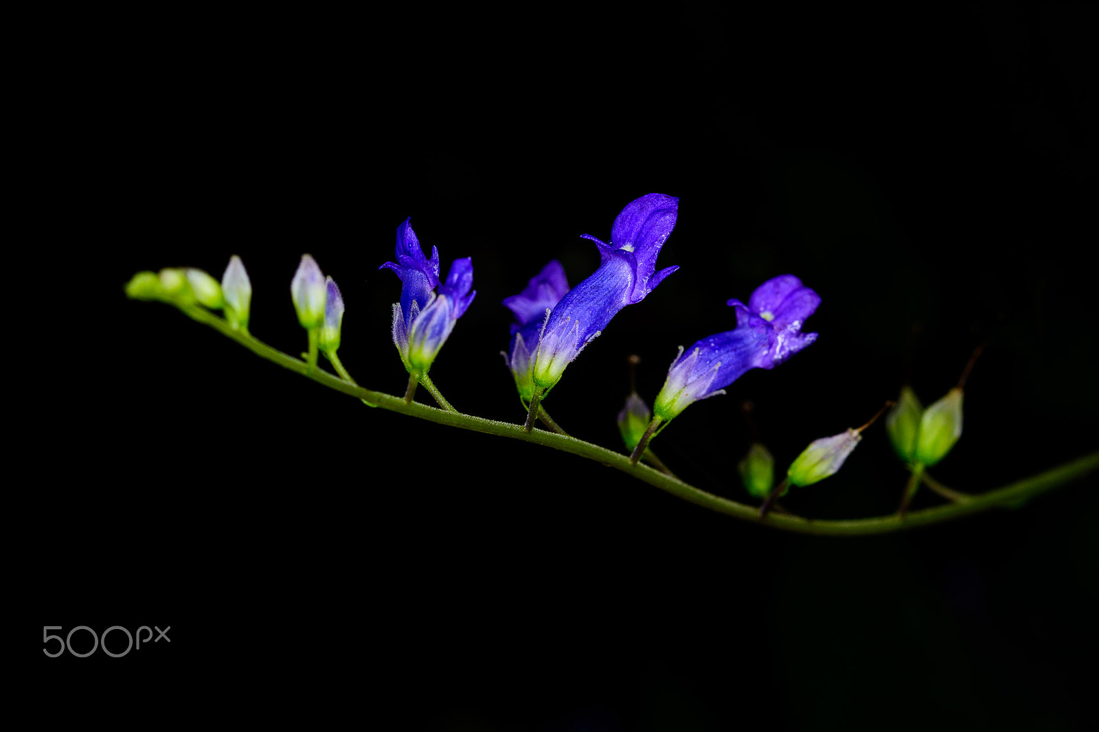 Nikon AF-S Micro-Nikkor 60mm F2.8G ED sample photo. Beautiful bouquet of purple flowers photography