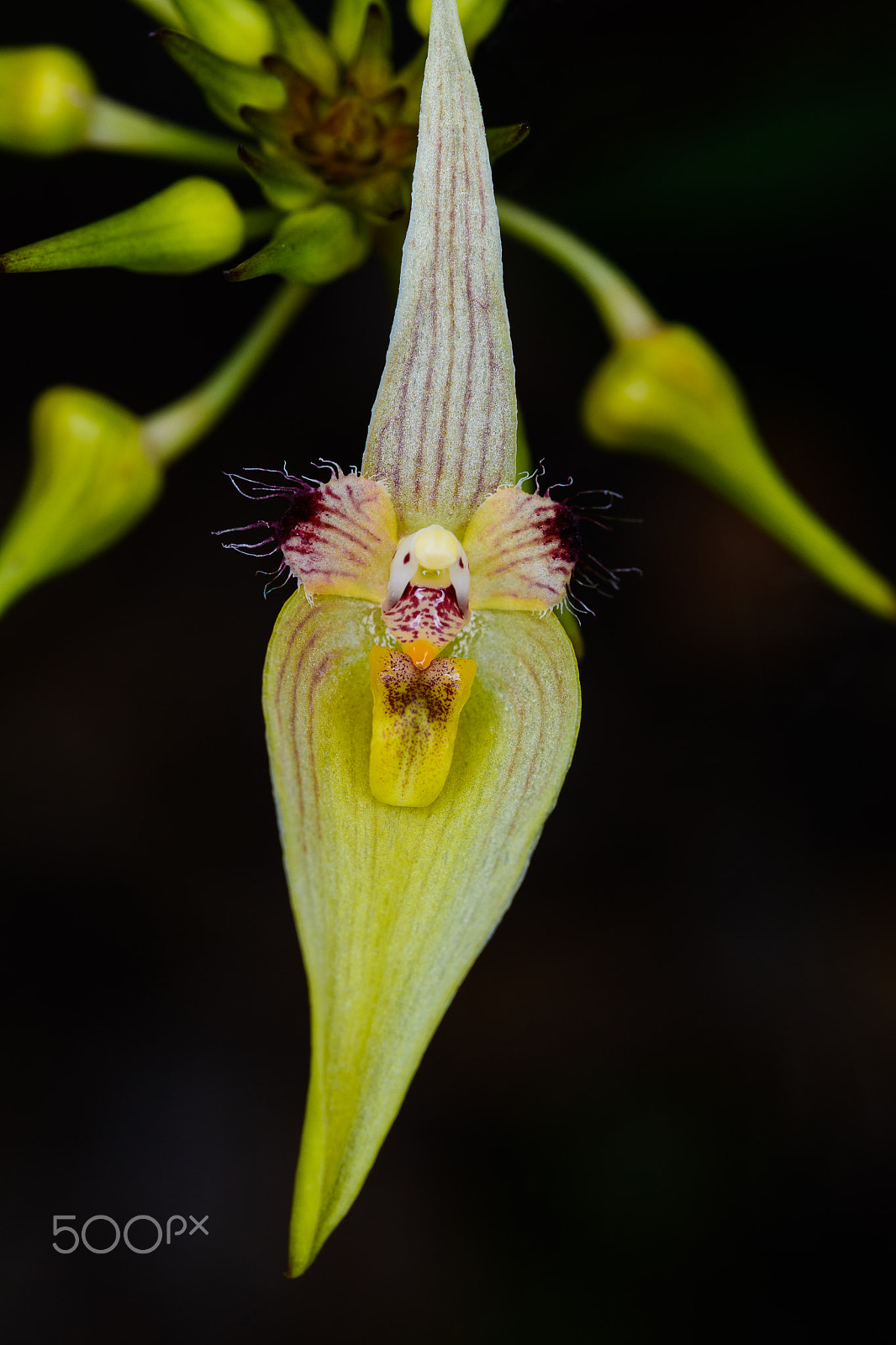 Nikon AF-S Micro-Nikkor 60mm F2.8G ED sample photo. Bulbophyllum blepharistes rchb. f. photography
